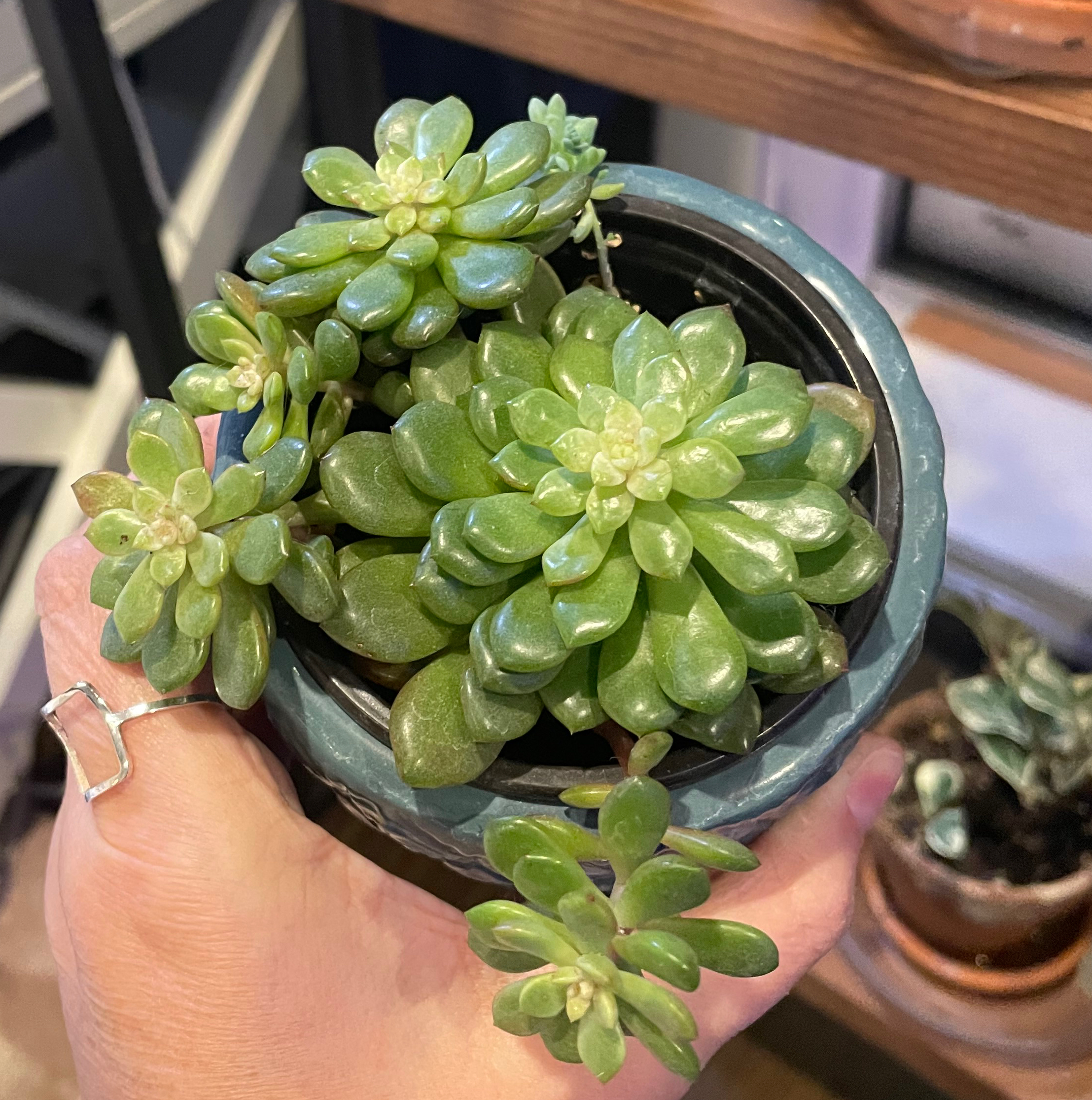Photo of the plant species Graptoveria 'Harry Watson' by @PlantTLCwEmily named Dax on Greg, the plant care app
