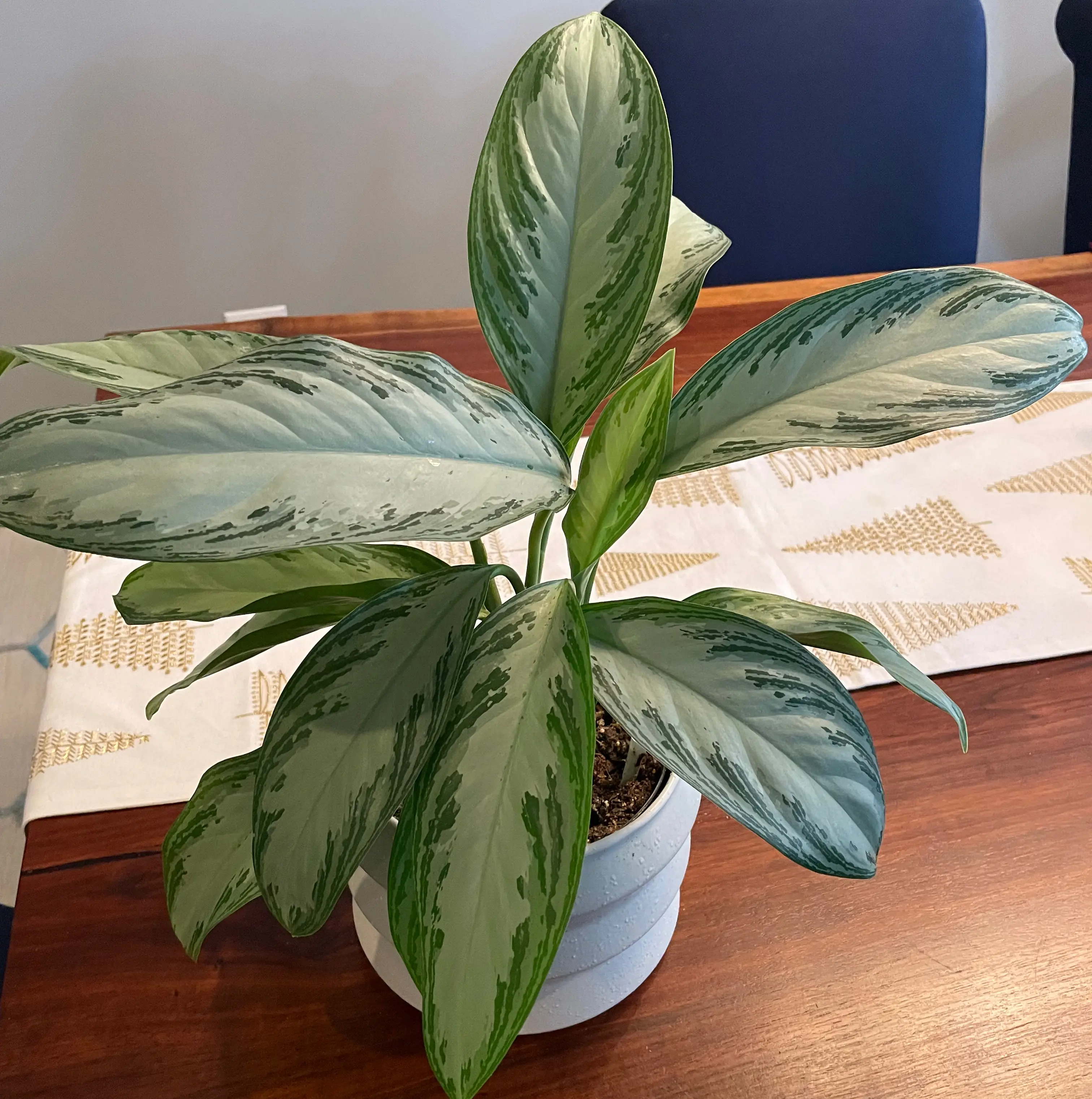 Aglaonema 'Silver Bay' plant with variegated leaves in a white pot on a wooden surface.