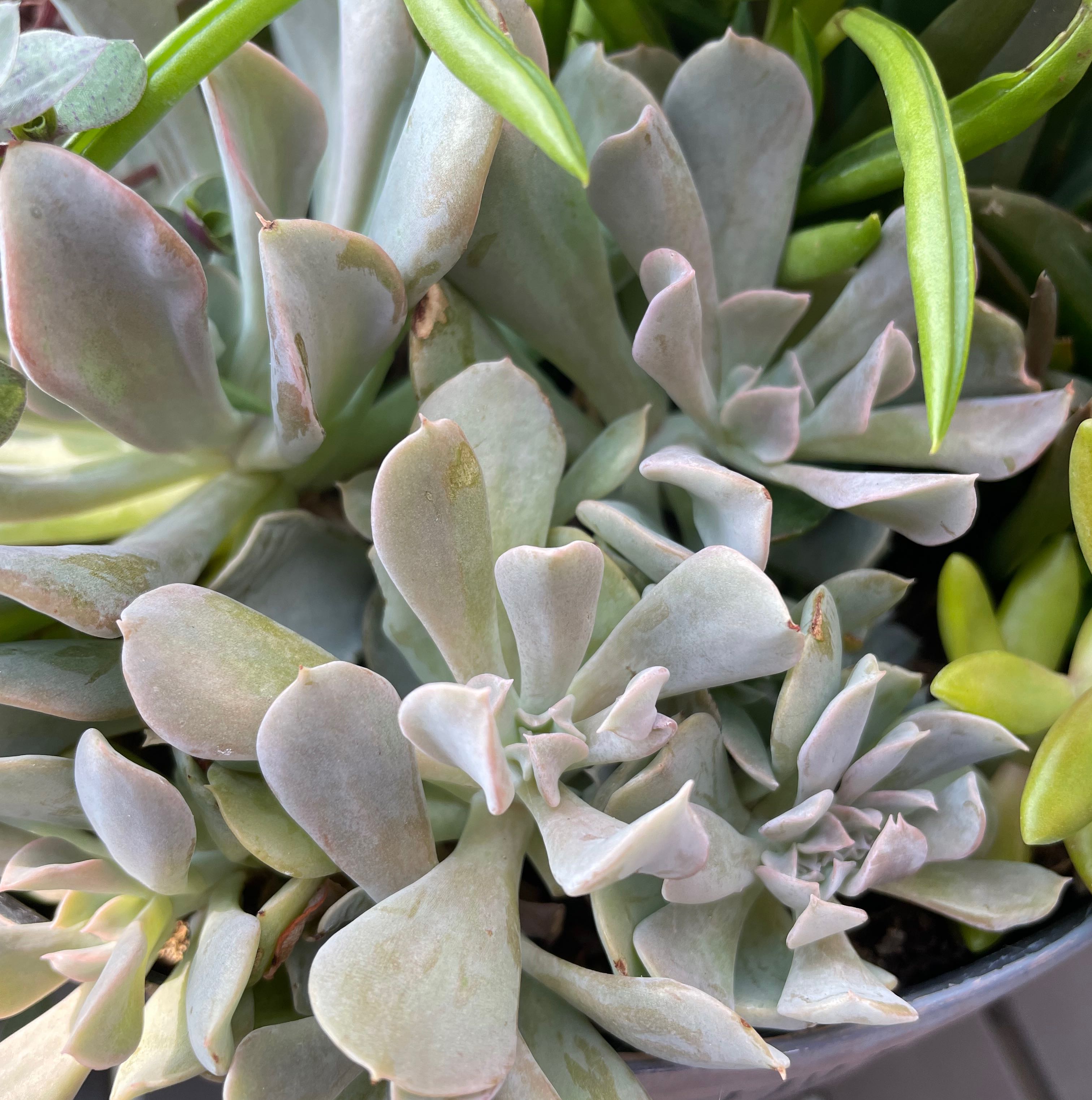 Echeveria 'Topsy Turvy' succulent with thick, fleshy leaves, slight edge discoloration.