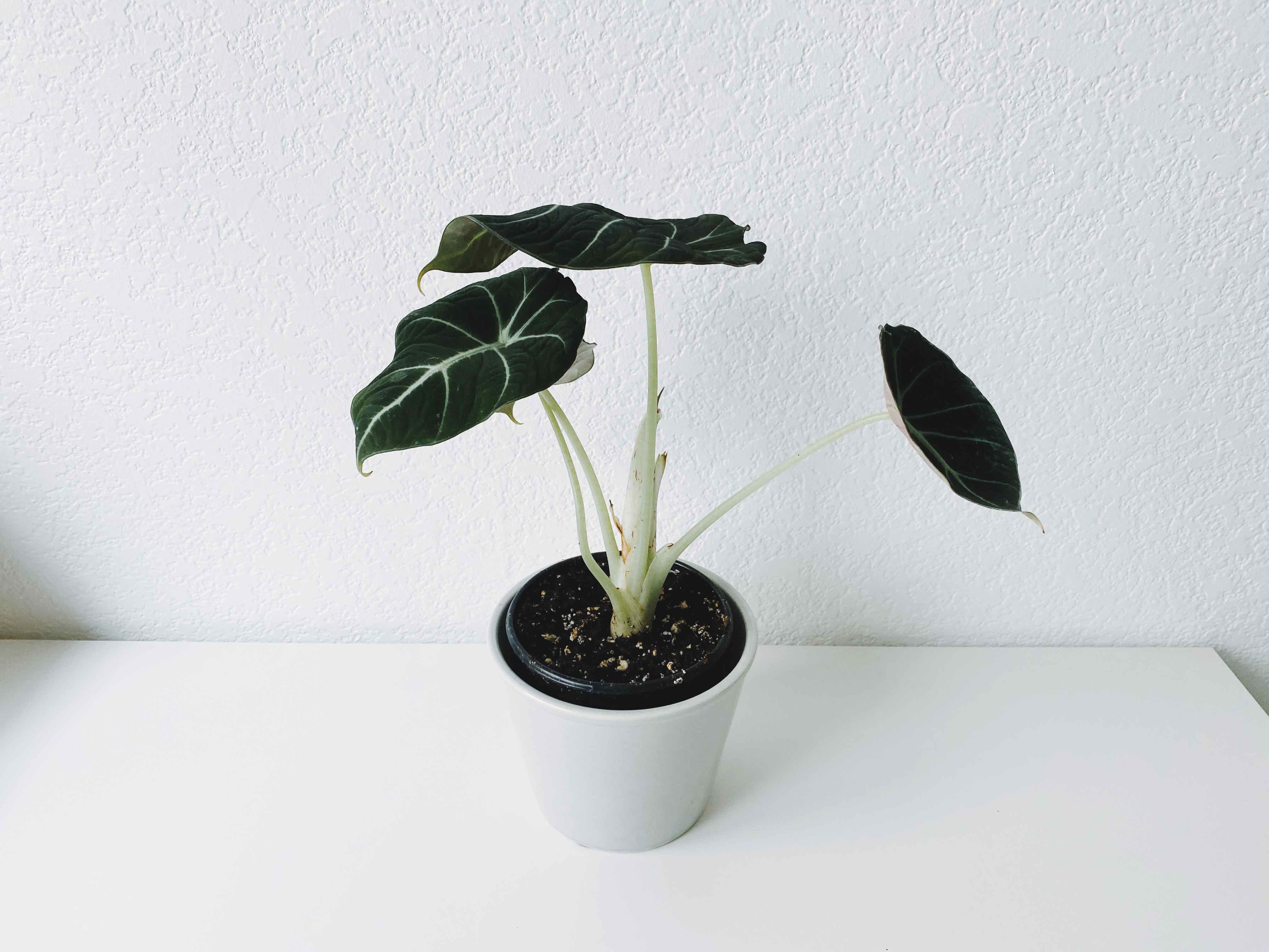 Plant care for Rhino Skin on Greg, the plant care app