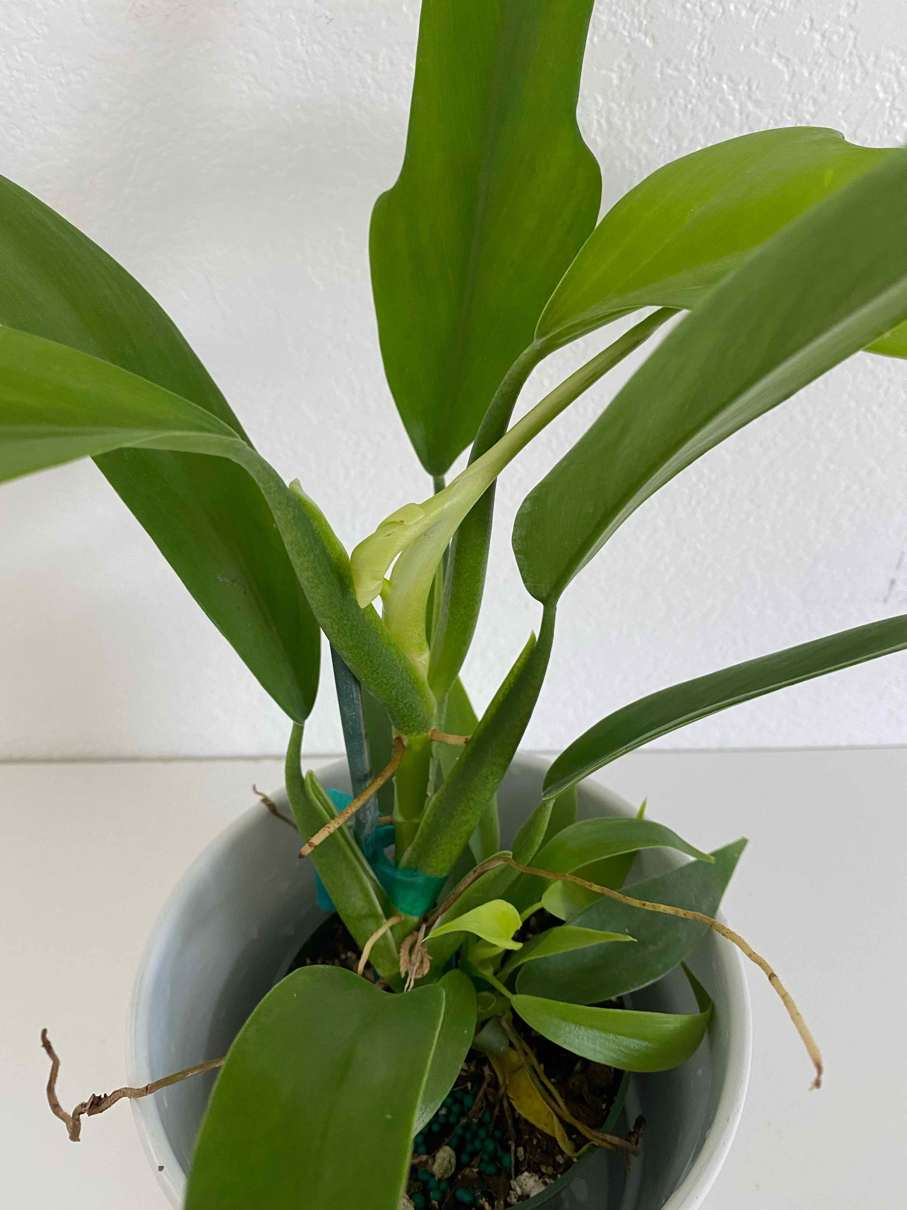 Philodendron panduriforme plant in a pot with healthy green leaves.