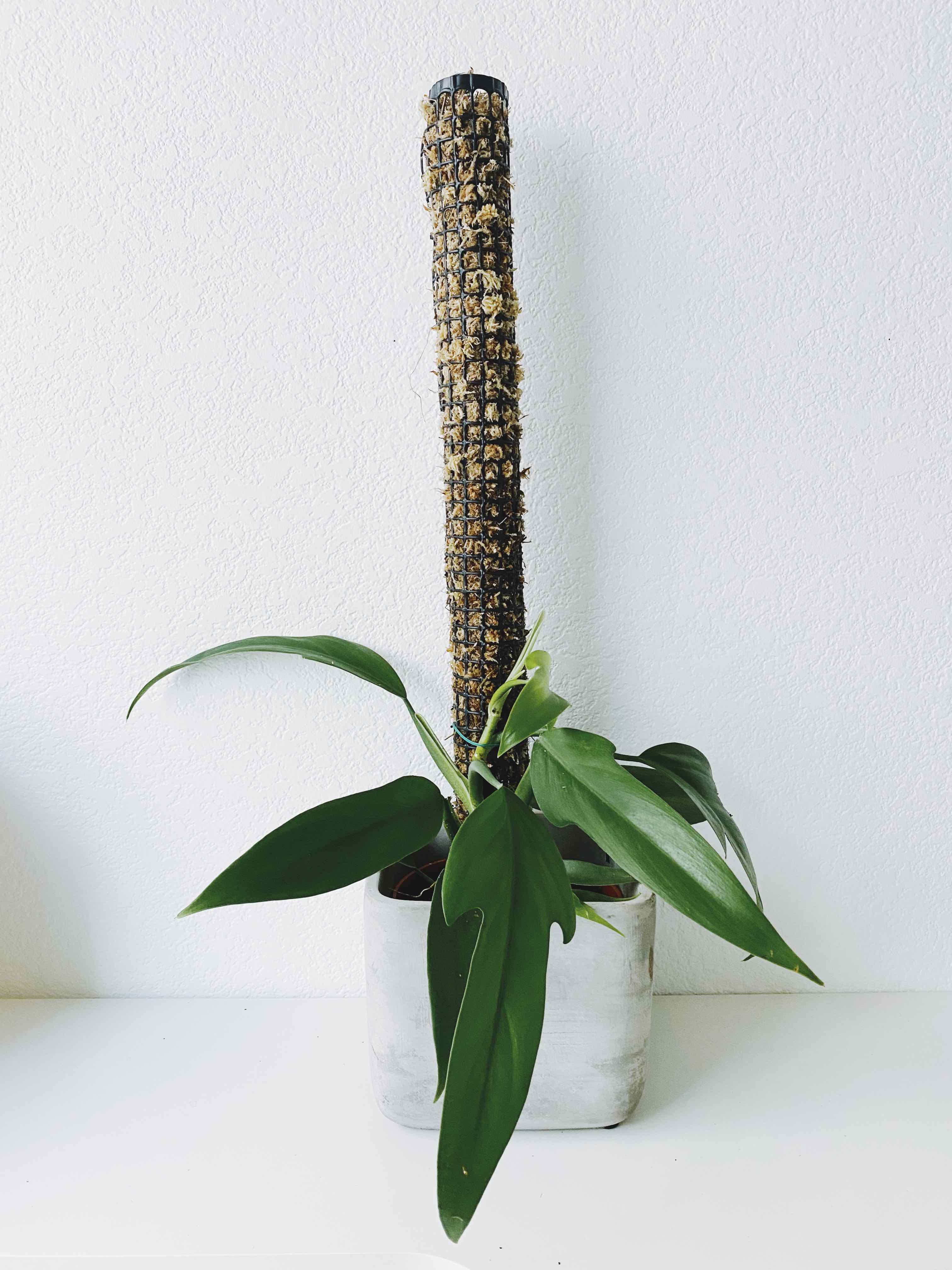 Philodendron panduriforme plant in a white pot with a moss pole, healthy green leaves.