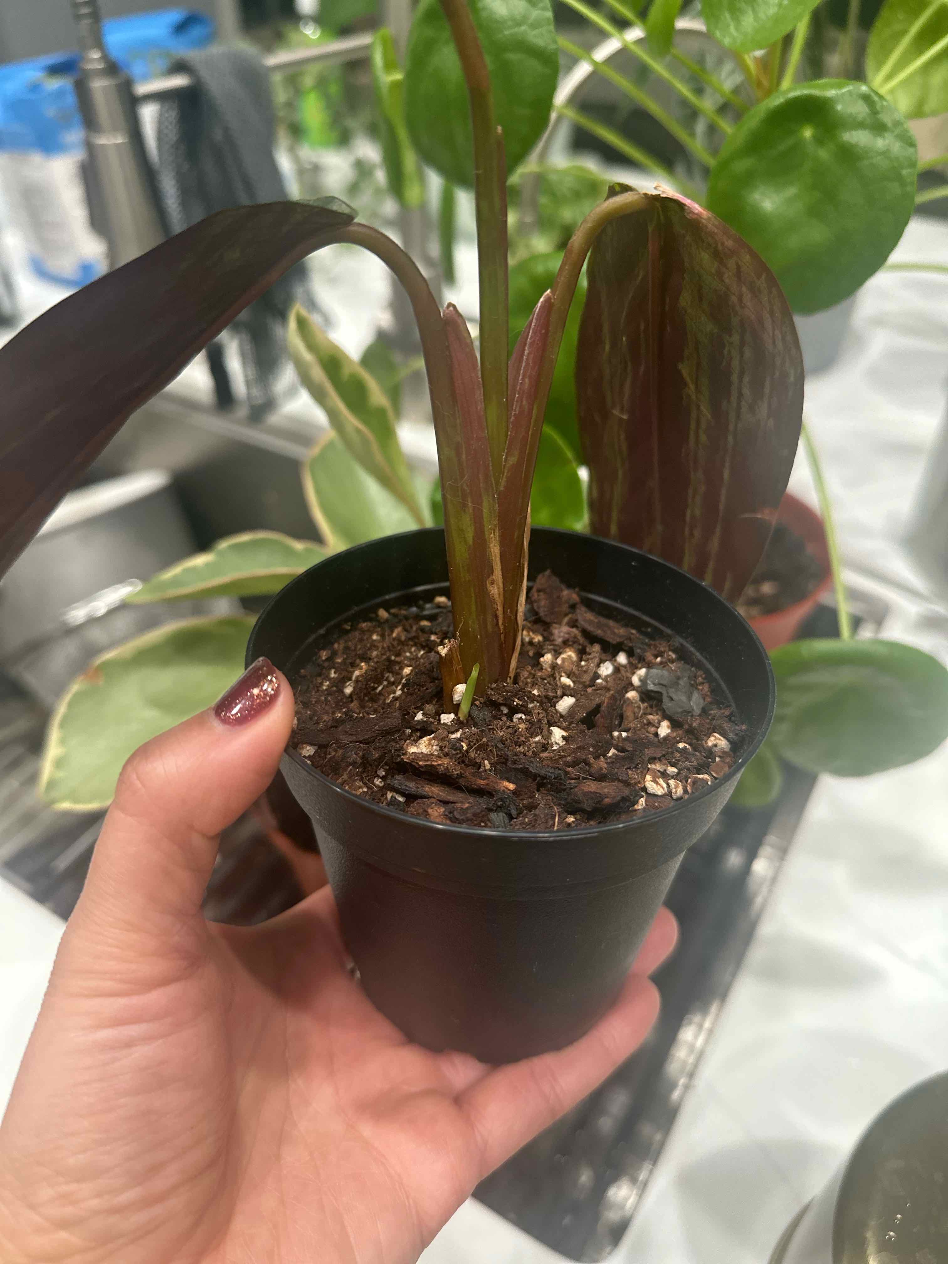 A hand holding a potted prayer plant with reddish leaves and visible soil.