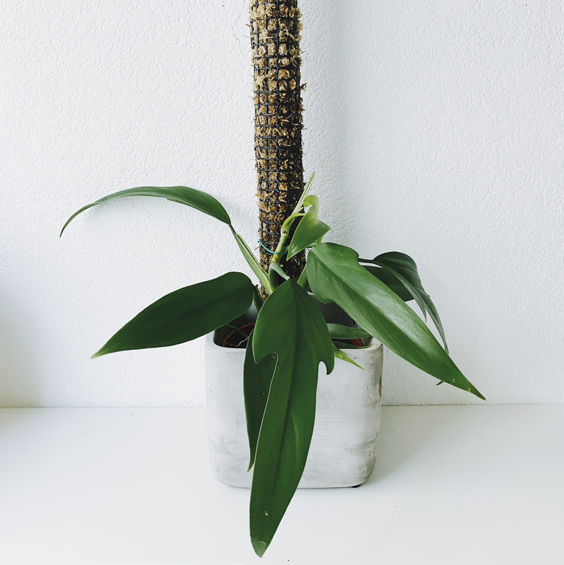 Philodendron panduriforme plant in a pot with green leaves, well-framed and in focus.