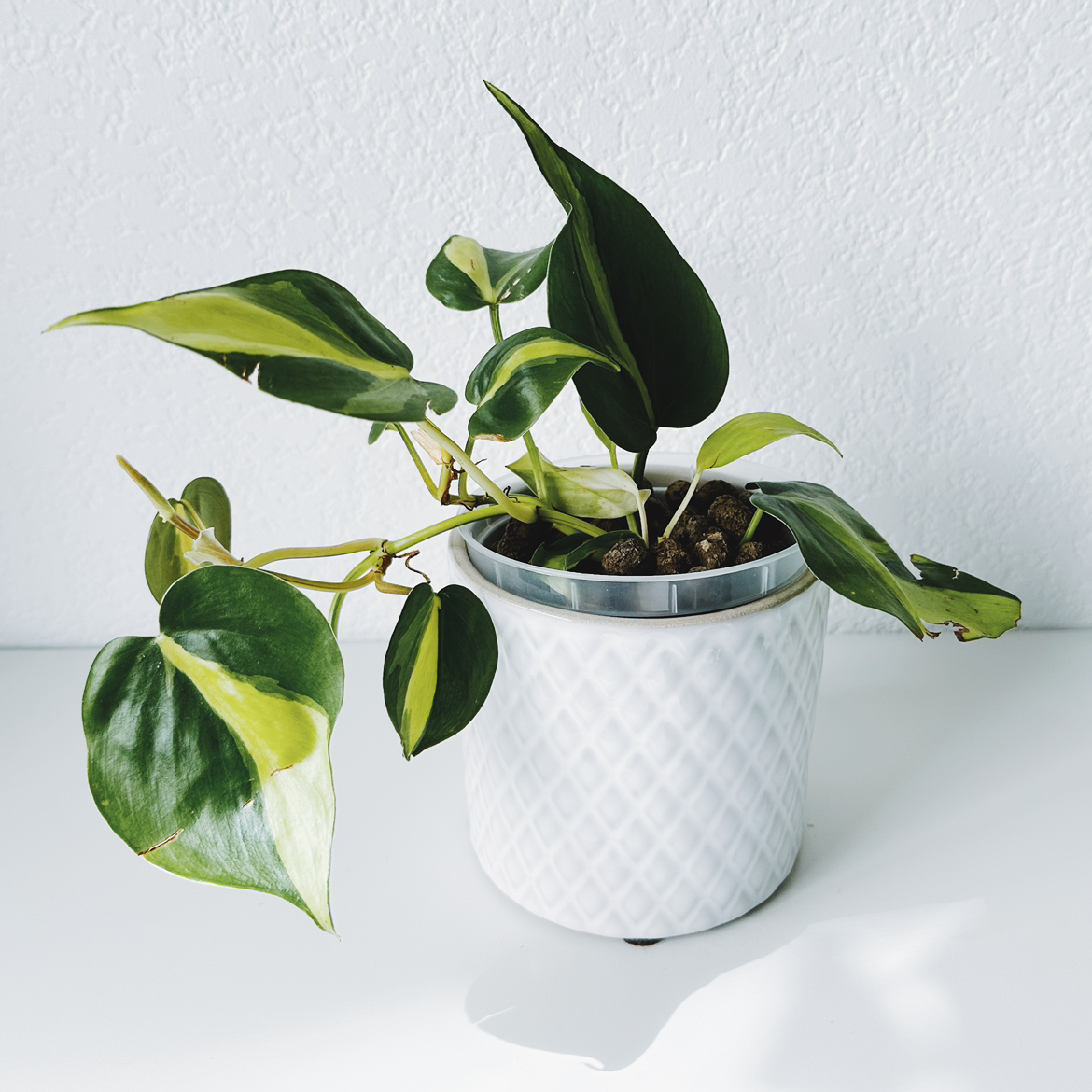 Brazil Philodendron in a white pot with visible soil and healthy green leaves.