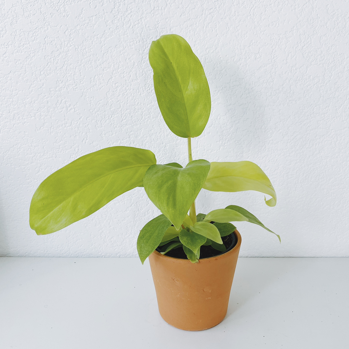 Philodendron 'Malay Gold' plant in a terracotta pot with vibrant green leaves.