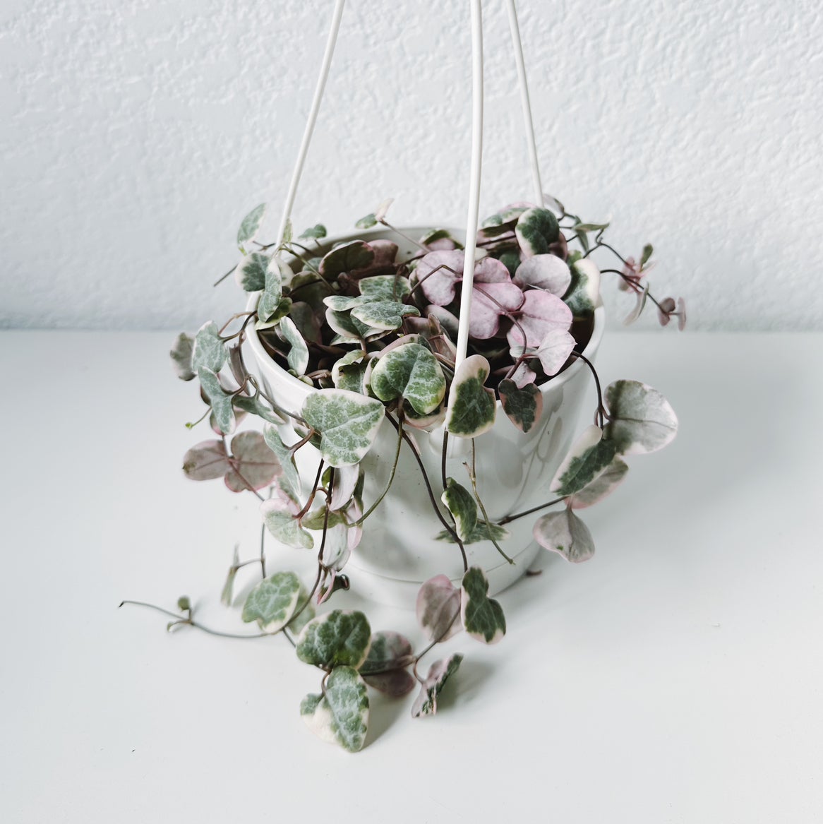 💧 How Much Humidity Does My variegated string of hearts Need?