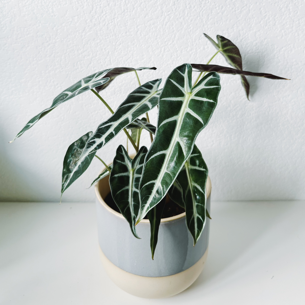 Potted Alocasia Amazonica 'Polly' plant with dark green leaves and white veins.
