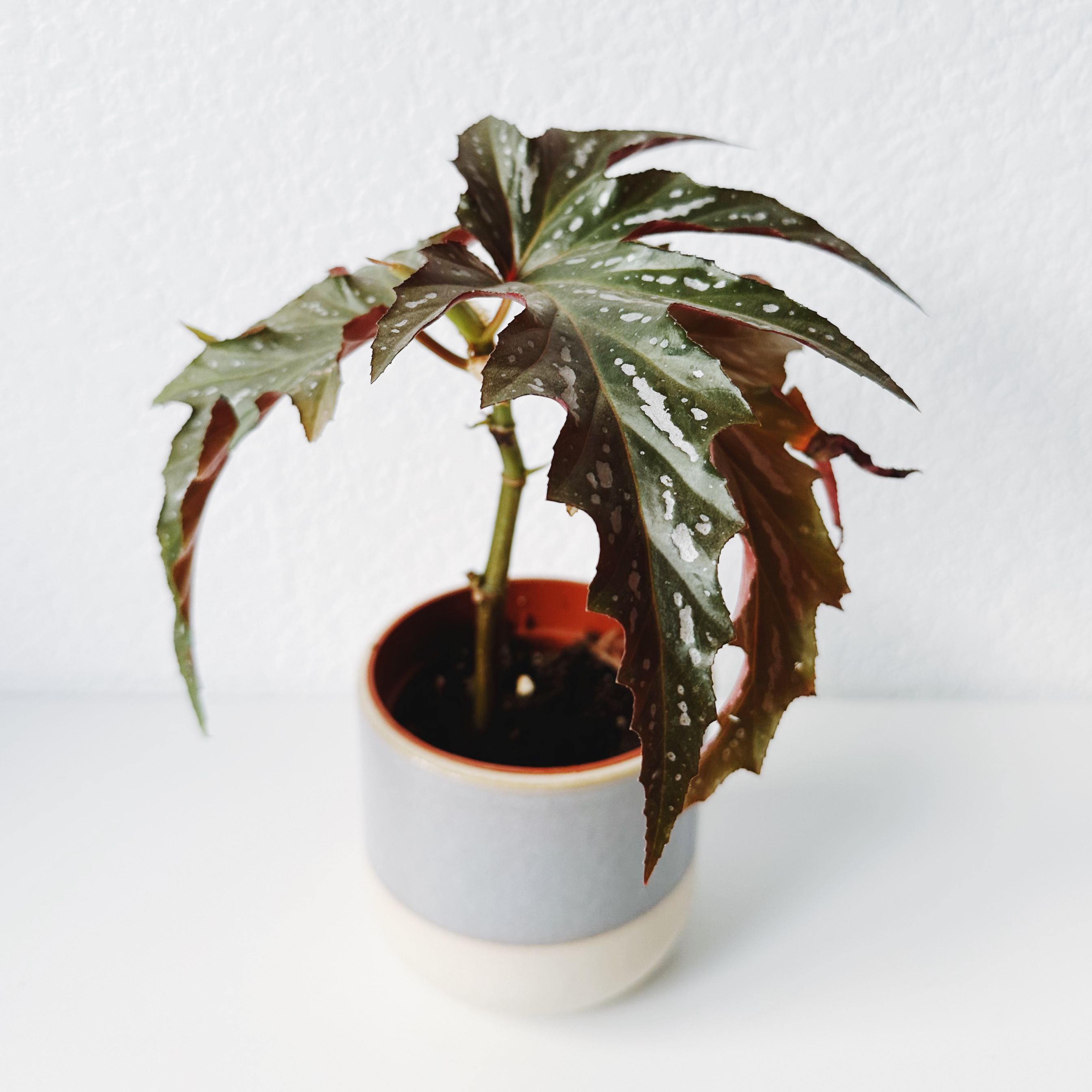 Photo of the plant species Begonia 'Sophia' by @calvina named Bodhi on Greg, the plant care app