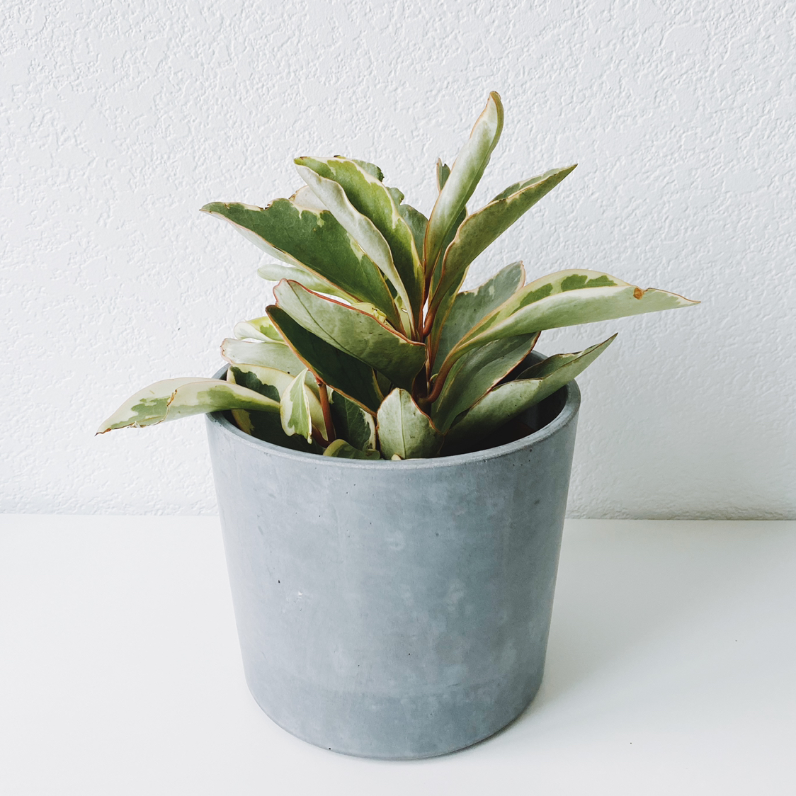 Photo of the plant species Jelly Plant by @calvina named Dory on Greg, the plant care app