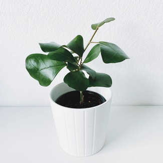 triangle ficus plant in Somewhere on Earth