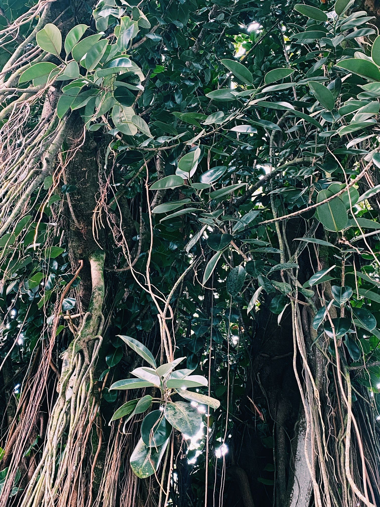 Giant ficus elastica with amazing roots!