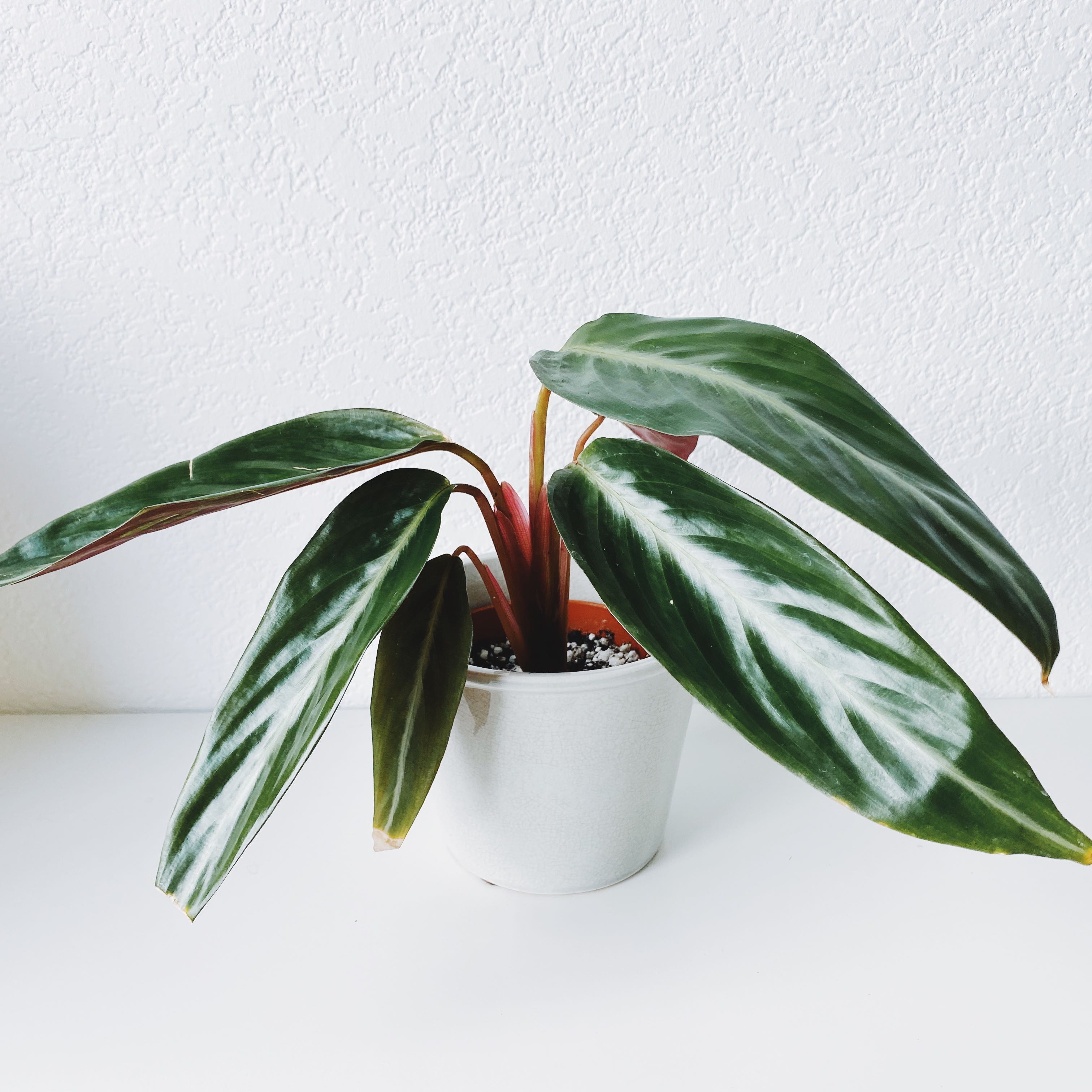 Photo of the plant species prayer plant by @calvina named Ophelia on Greg, the plant care app