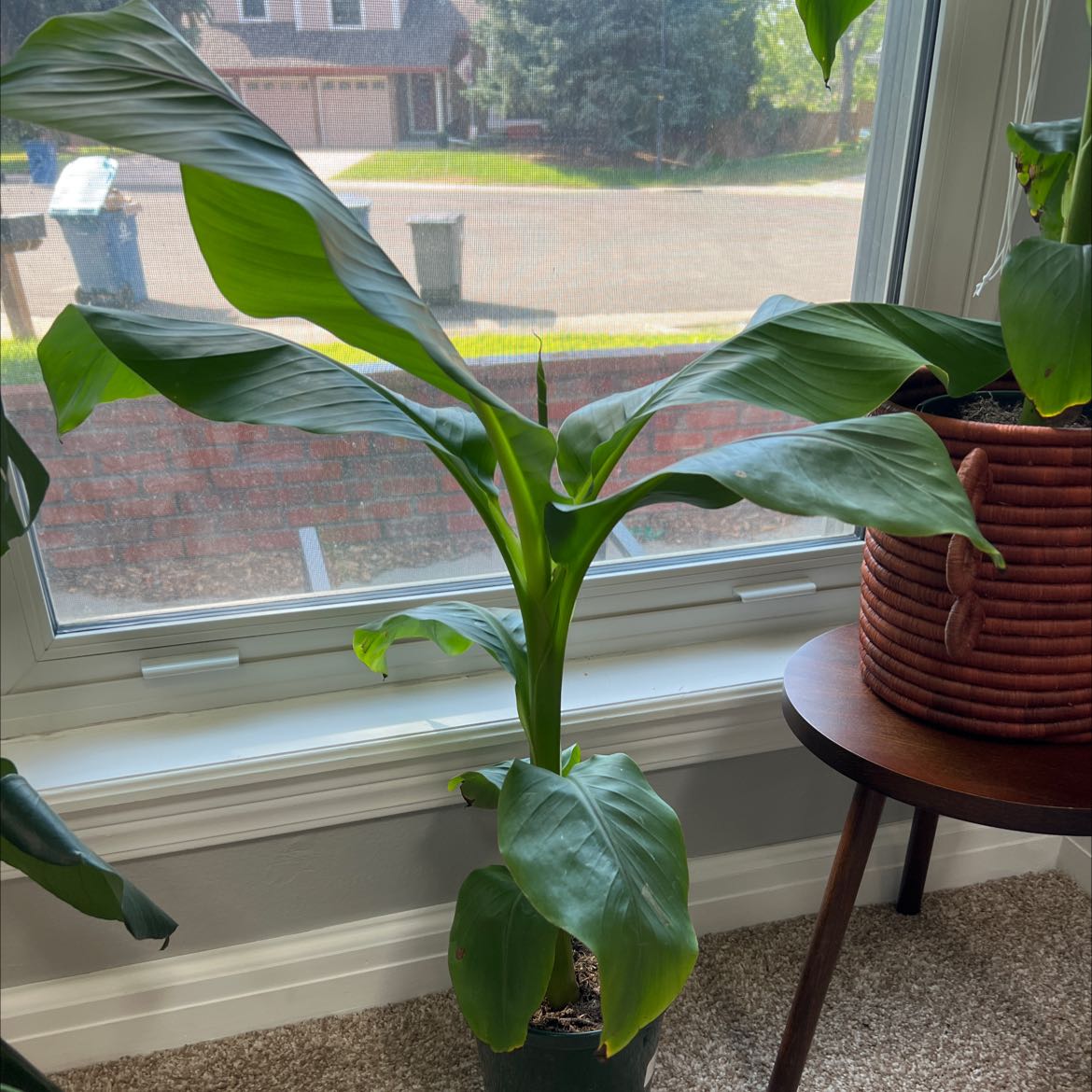 Healthy Japanese Banana plant indoors near a window with large green leaves.