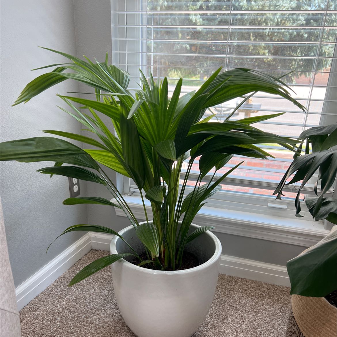 Indoor potted Chinese Fan Palm near a window, healthy green leaves.