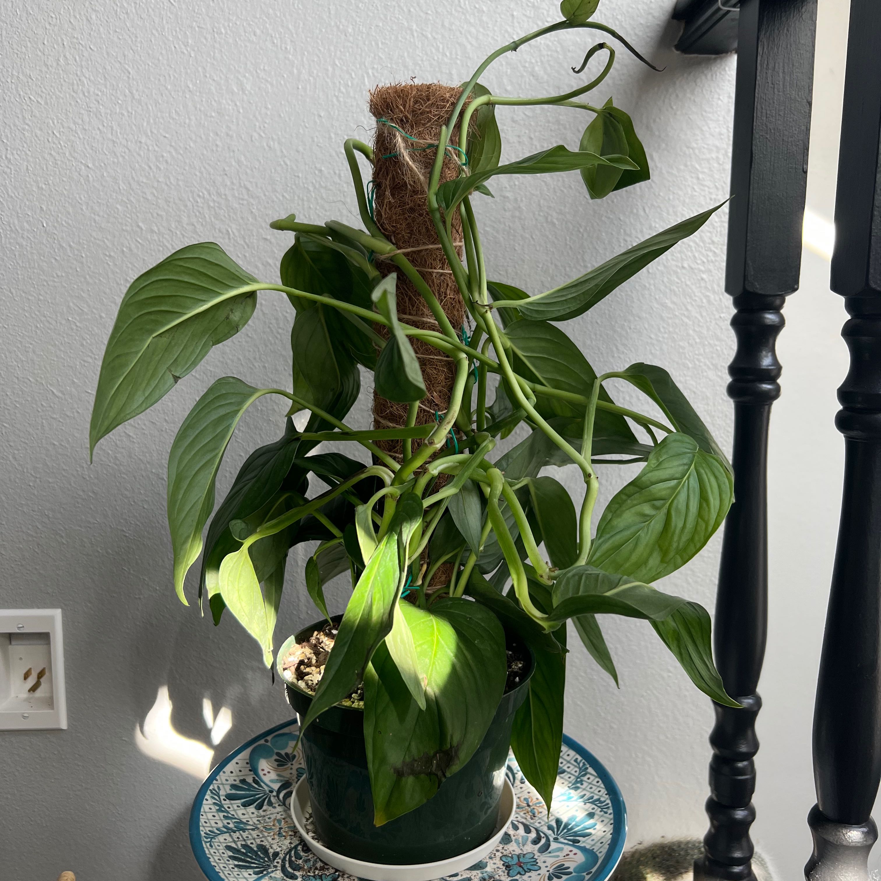 Monstera lechleriana plant in a pot with a moss pole, healthy green leaves.