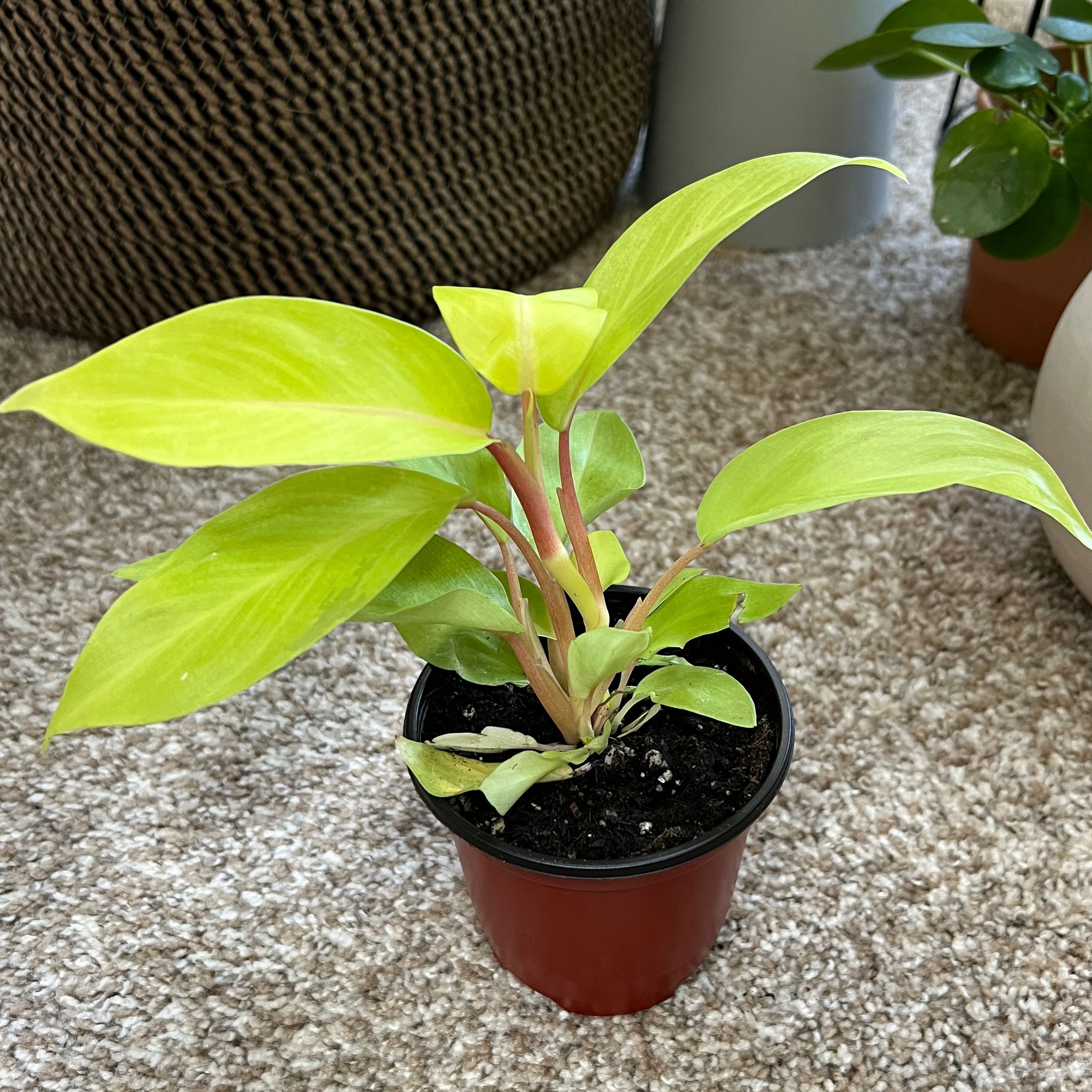 Philodendron 'Malay Gold' plant in a small pot with visible soil, healthy green leaves.