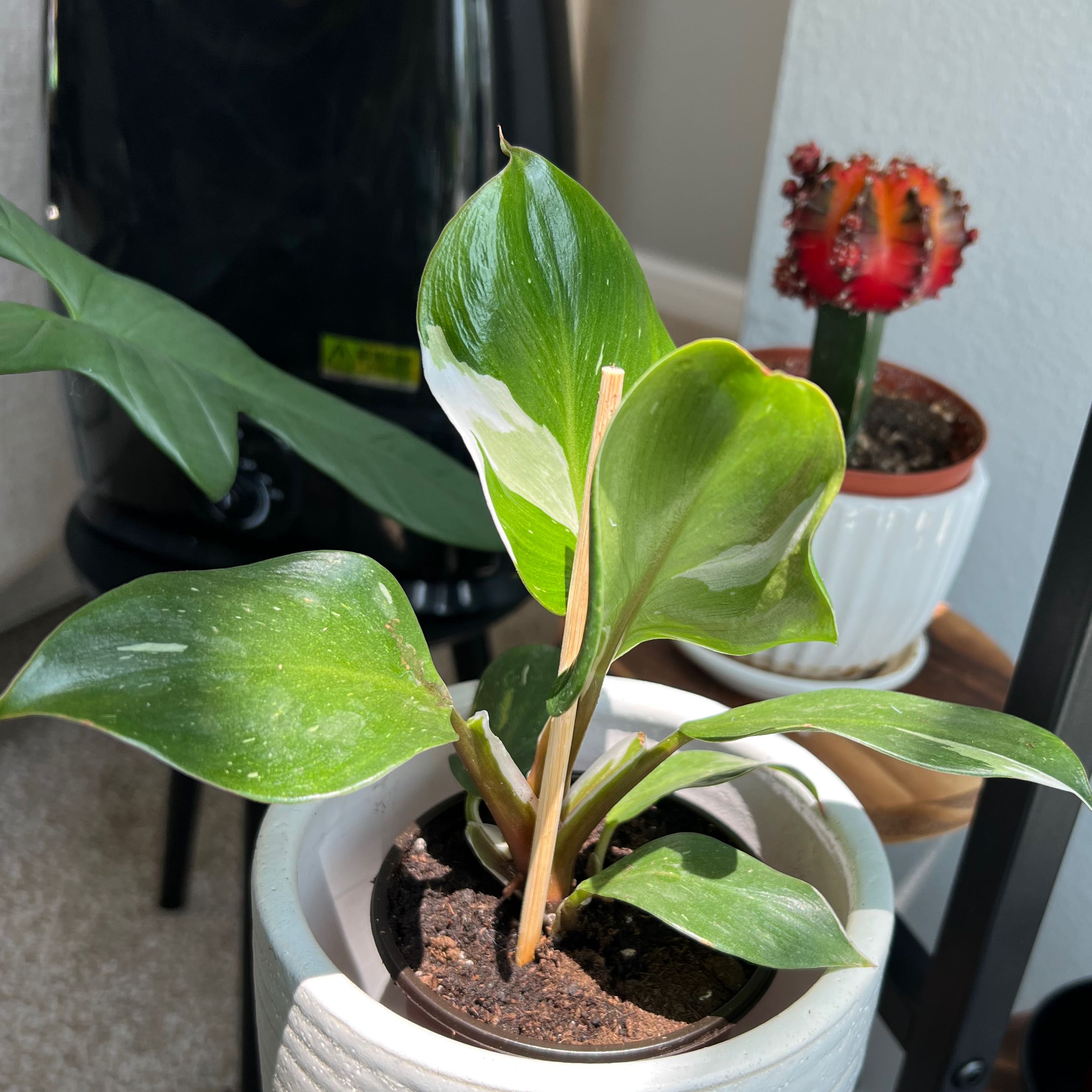 White Knight Philodendron in a pot with healthy green leaves and white variegation.
