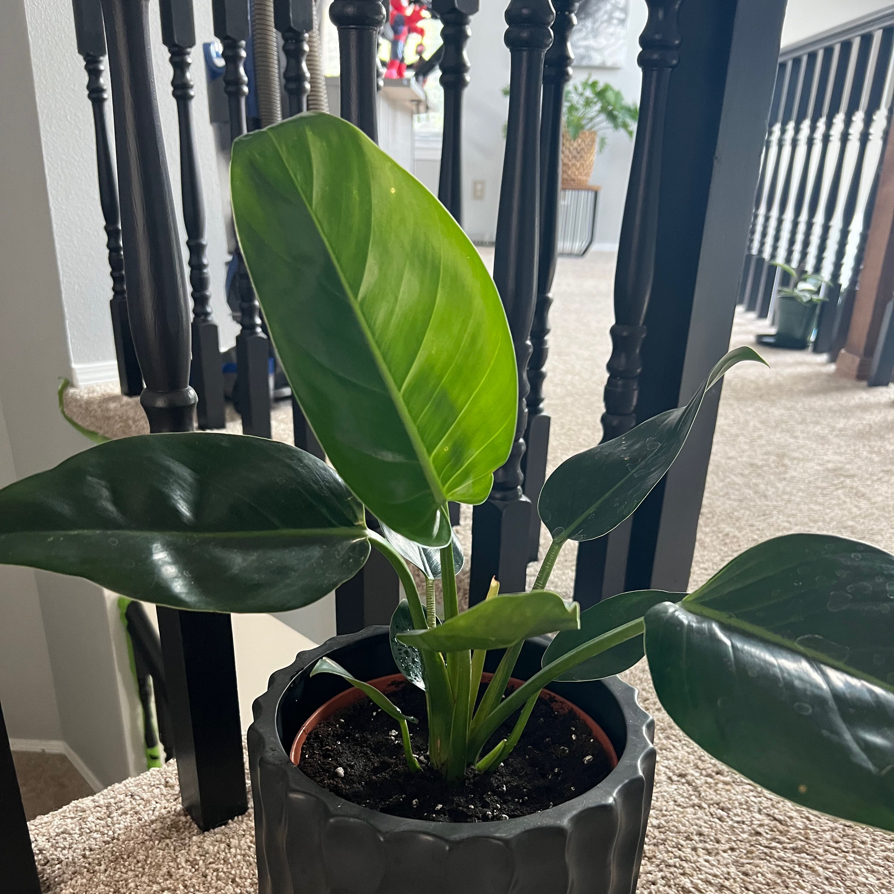 Green Princess plant with broad, glossy green leaves in a black pot with visible soil.