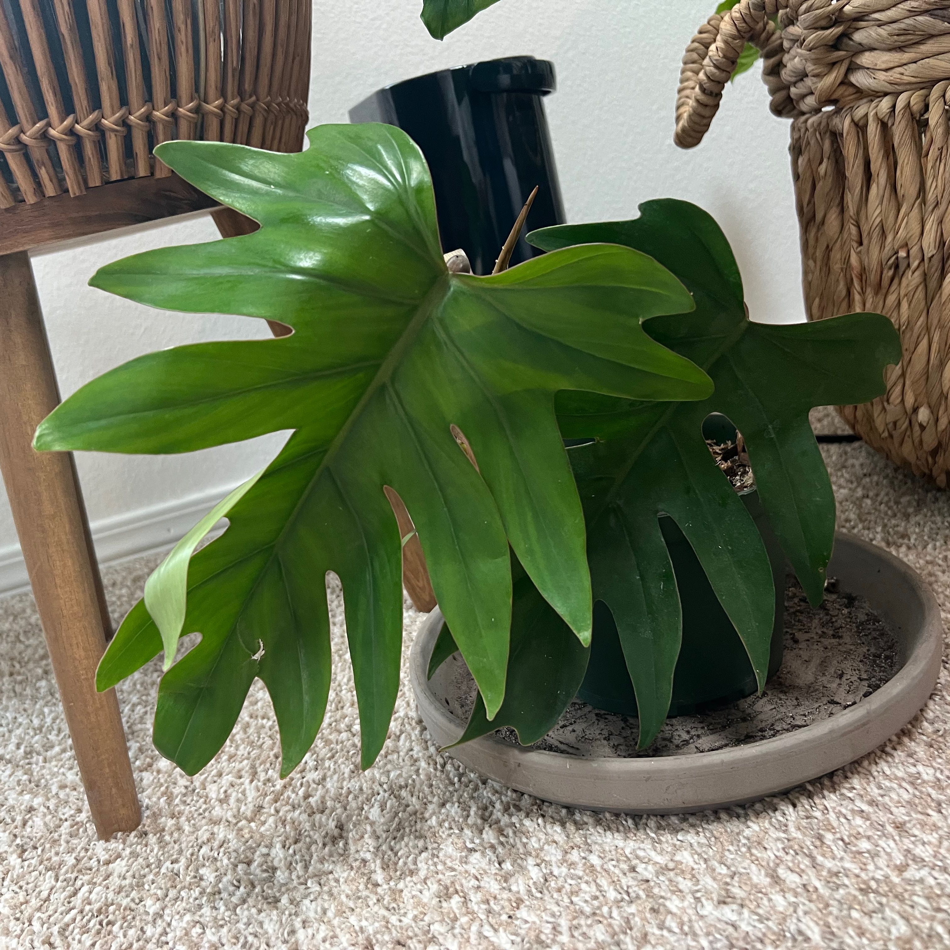 Philodendron mayoi plant with large, green, deeply lobed leaves in a pot on a saucer.