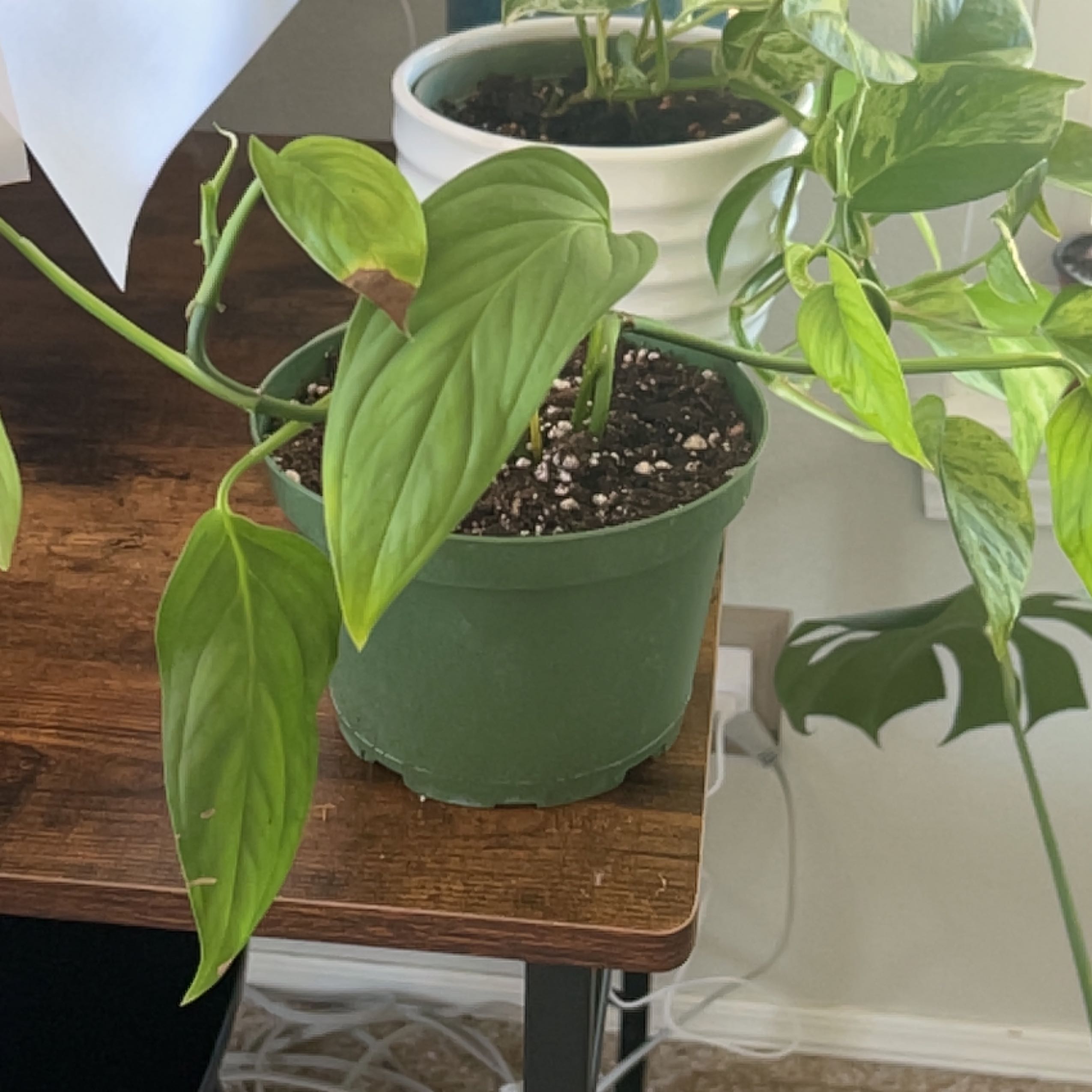 Potted Monstera lechleriana with slight browning on leaf tips, placed on a wooden surface indoors.