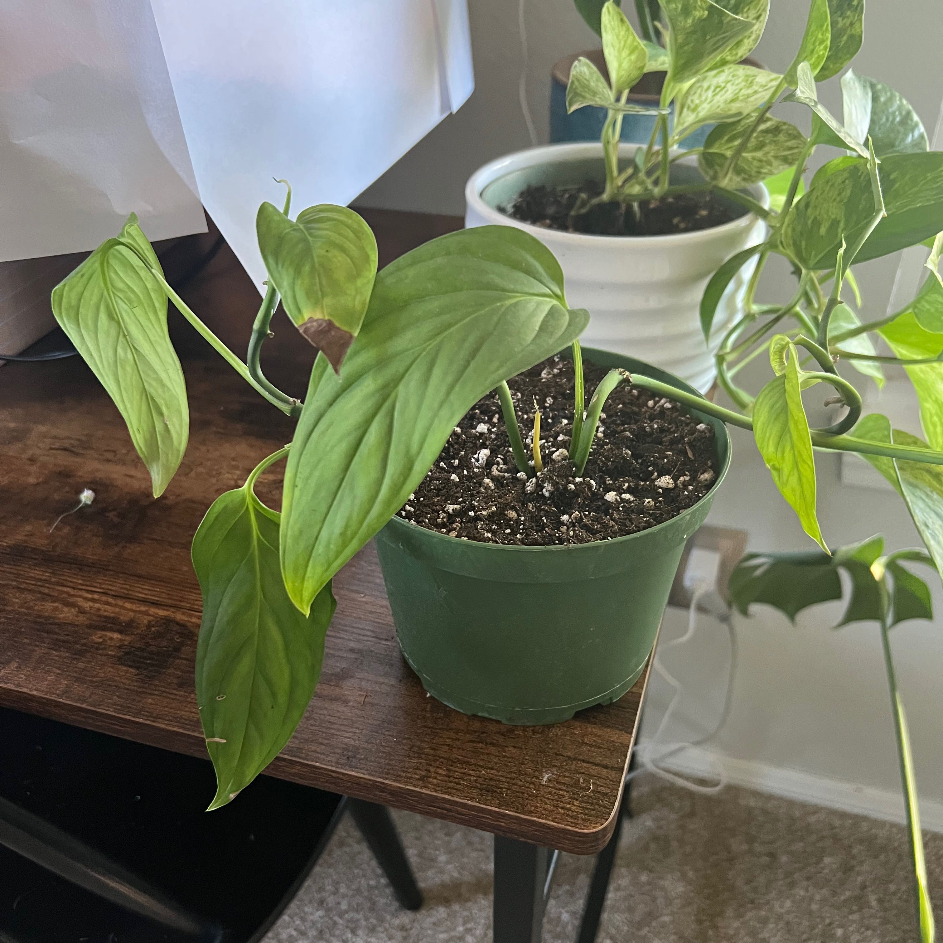 Potted Monstera lechleriana with some browning leaves on a wooden surface.