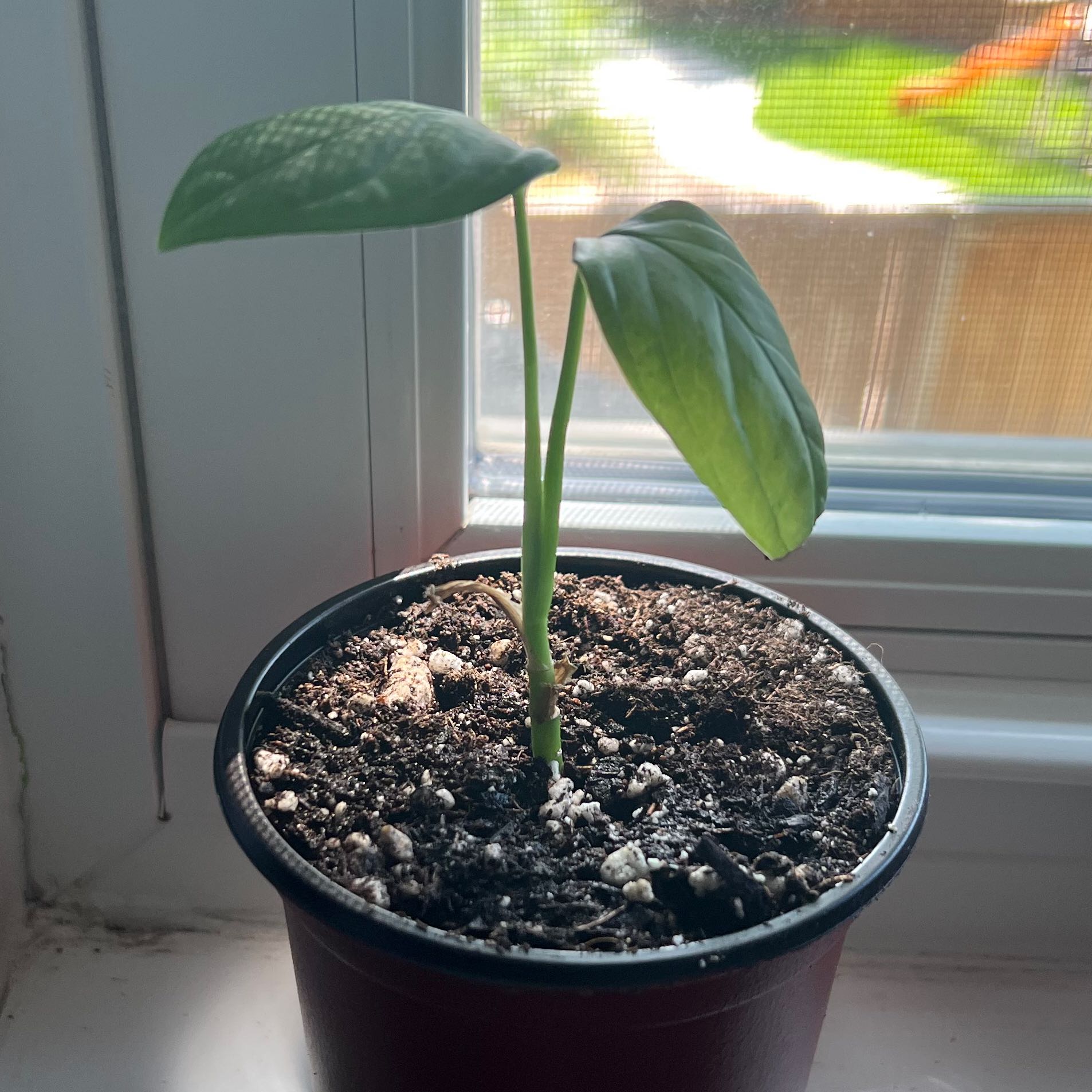 Young Monstera lechleriana plant in a pot on a windowsill with two healthy green leaves.