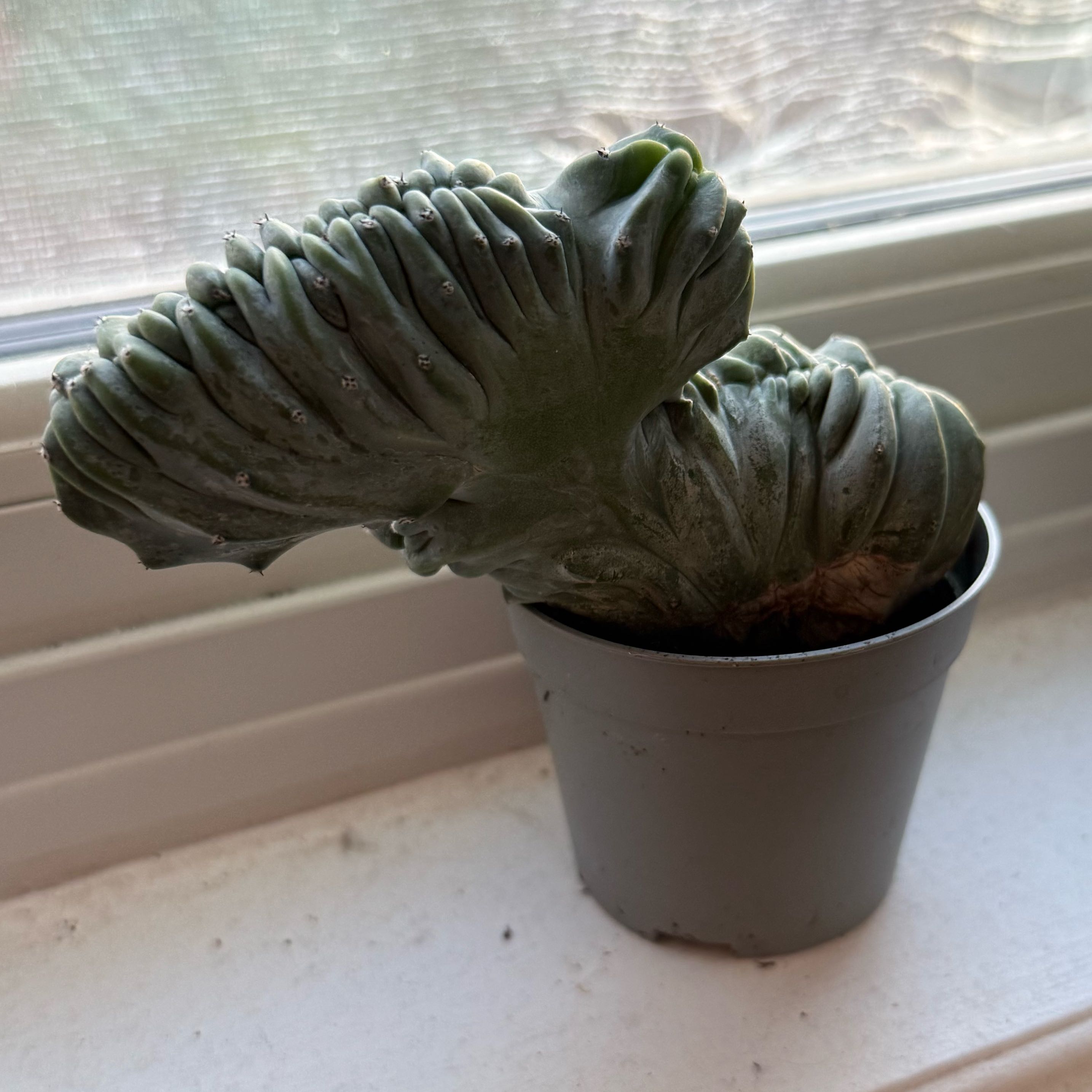 Photo of the plant species Crested Cactus by @brookeplantz named Dino on Greg, the plant care app