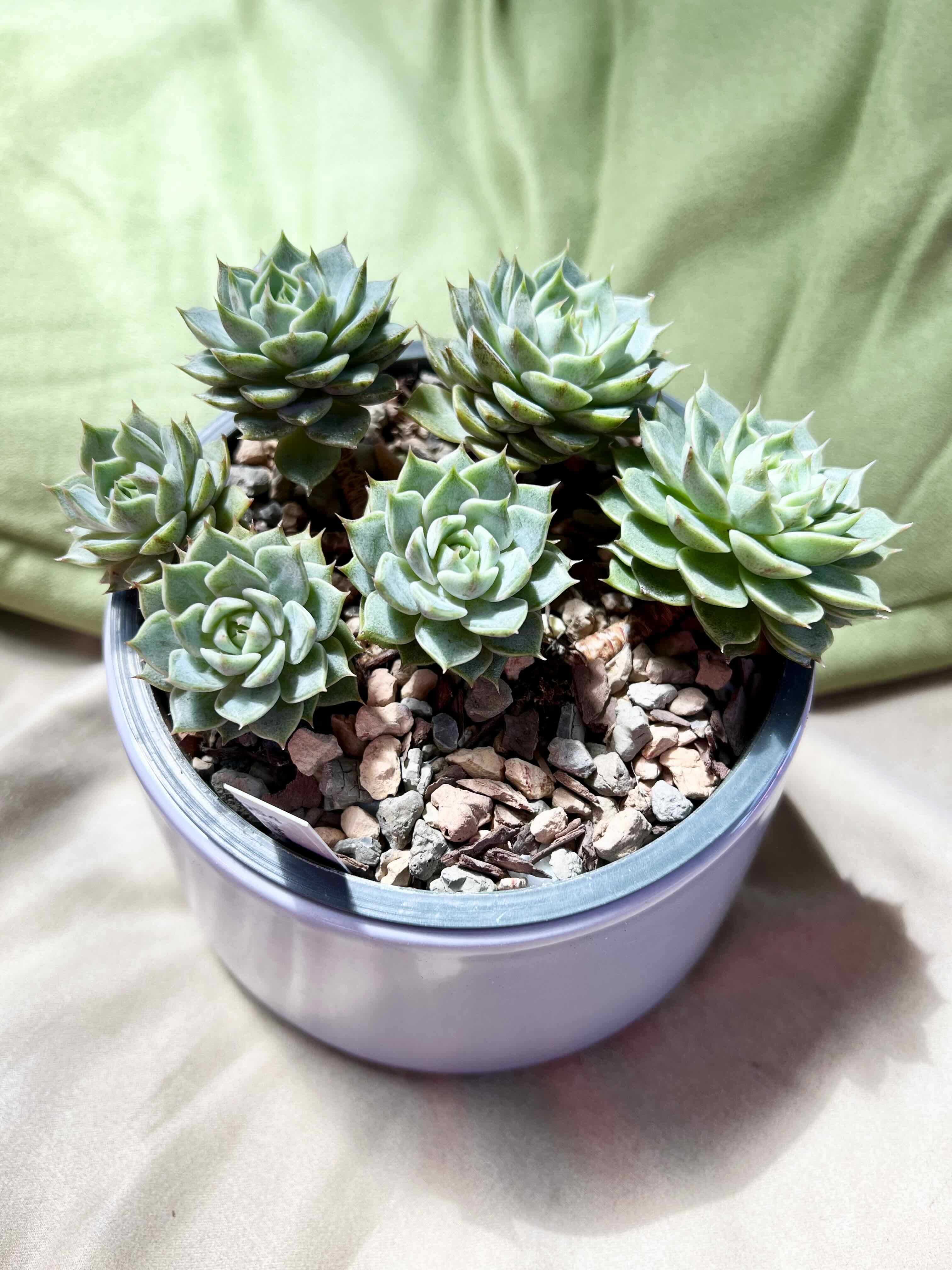 Photo of the plant species Ben Badis Echeveria by @vvvelo named Ben Badis III Jr. on Greg, the plant care app