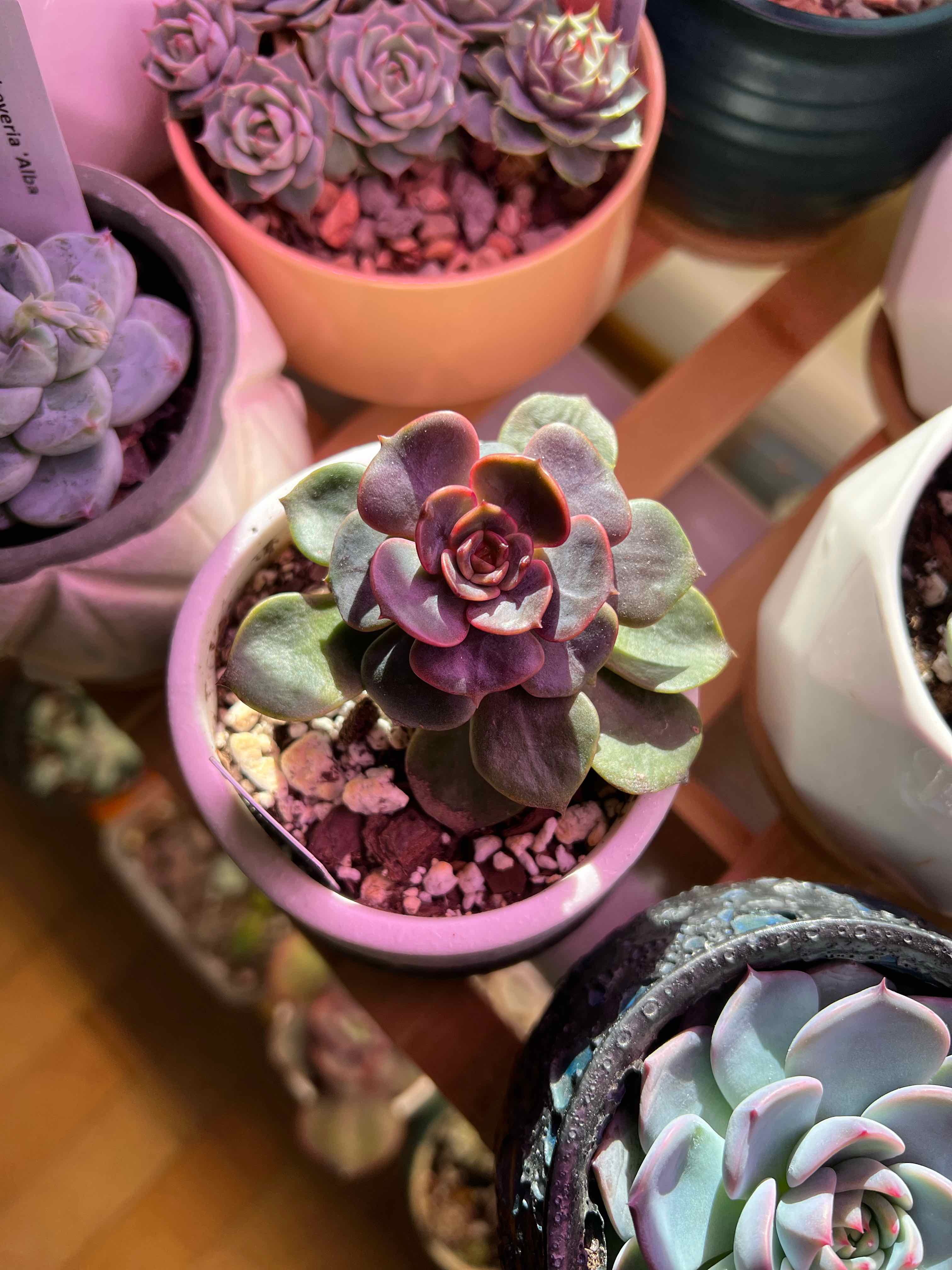 Photo of the plant species Echeveria 'Red Robe' by @vvvelo named Red Robe on Greg, the plant care app