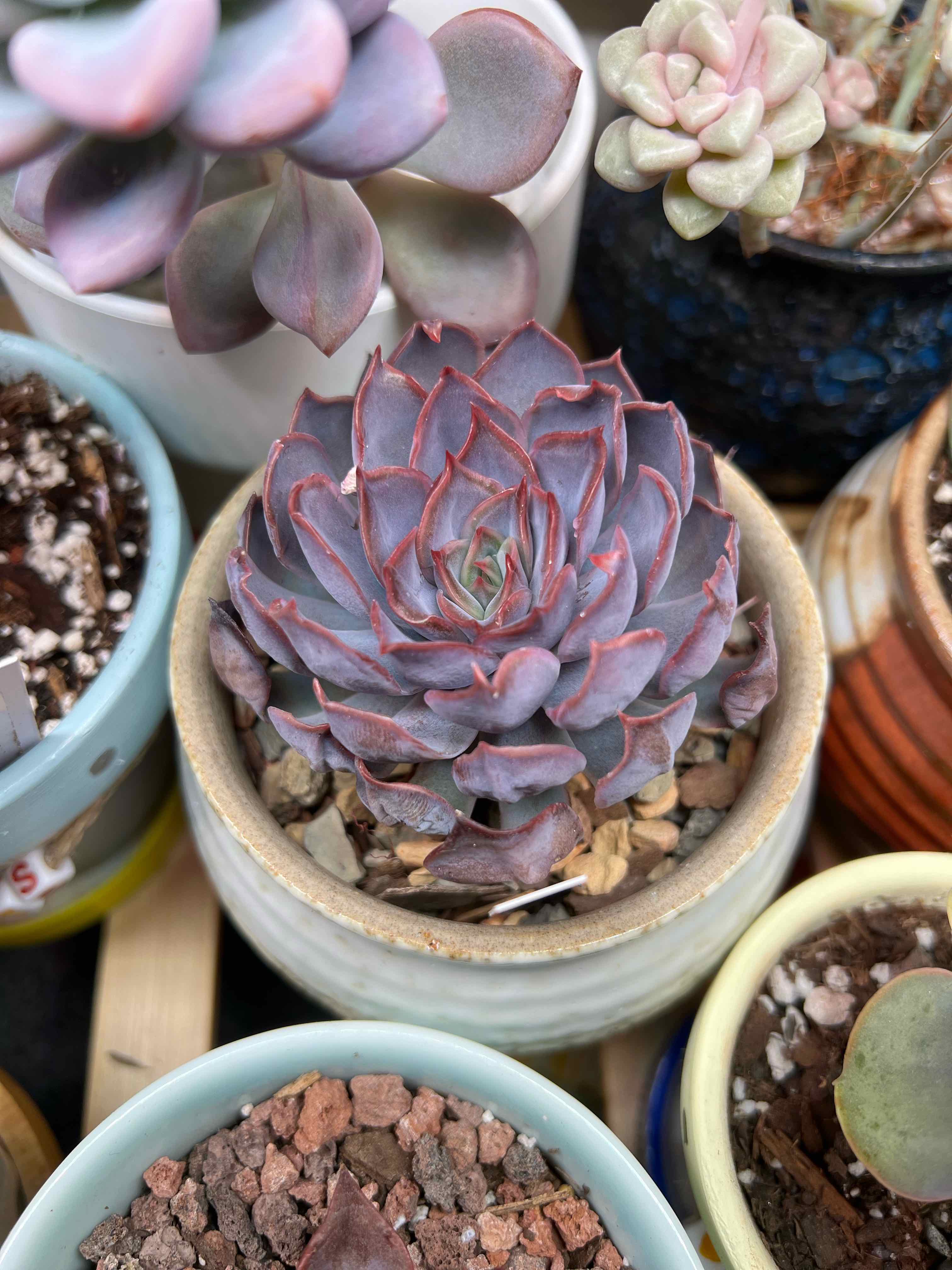 Photo of the plant species Echeveria Dark Ice by @vvvelo named Dark Ice on Greg, the plant care app
