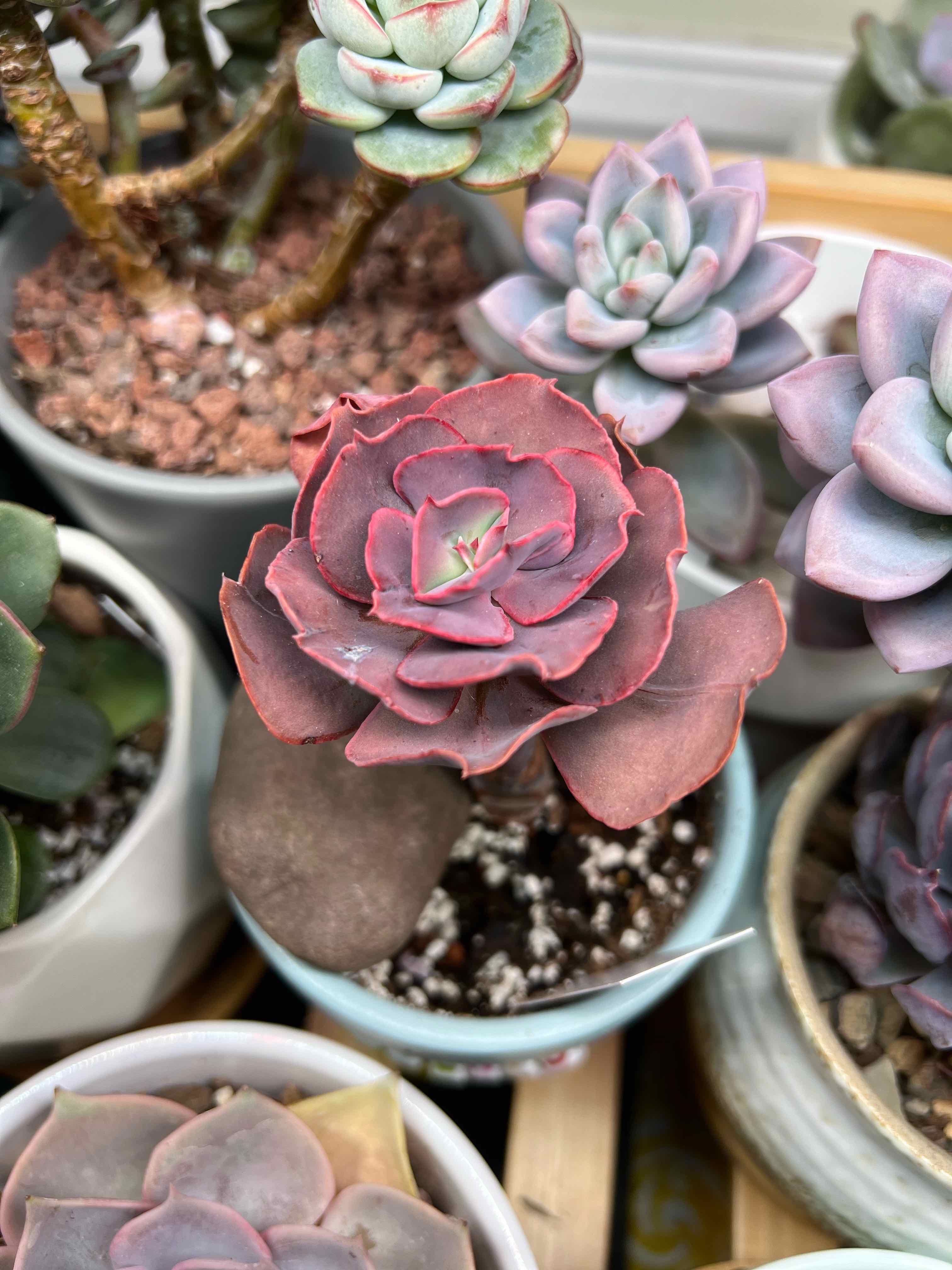 Photo of the plant species Echeveria 'Big Red' by @vvvelo named Big Red on Greg, the plant care app