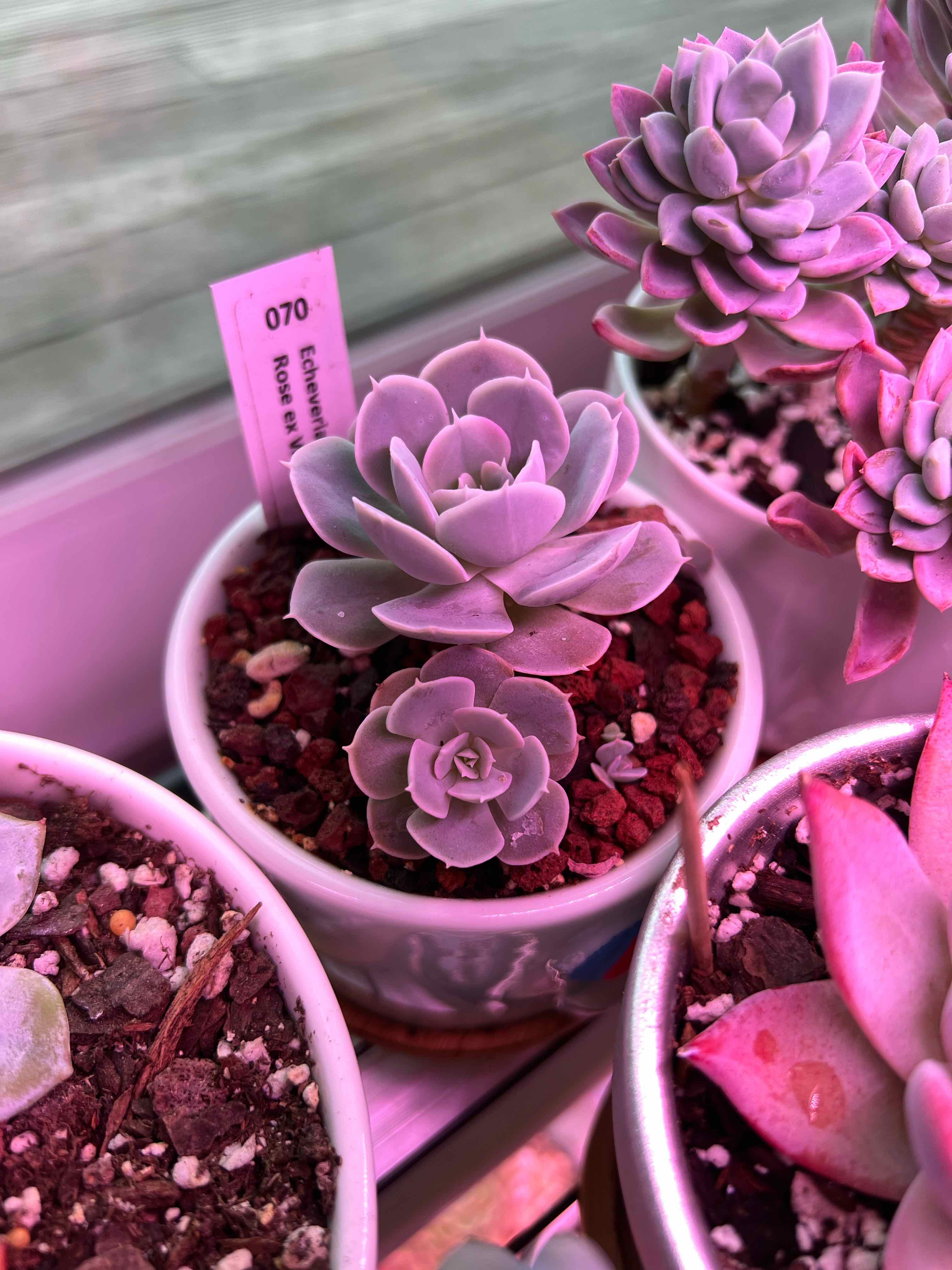 Photo of the plant species Echeveria Runyonii Rose ex Walther by @vvvelo named Runyonii Rose on Greg, the plant care app