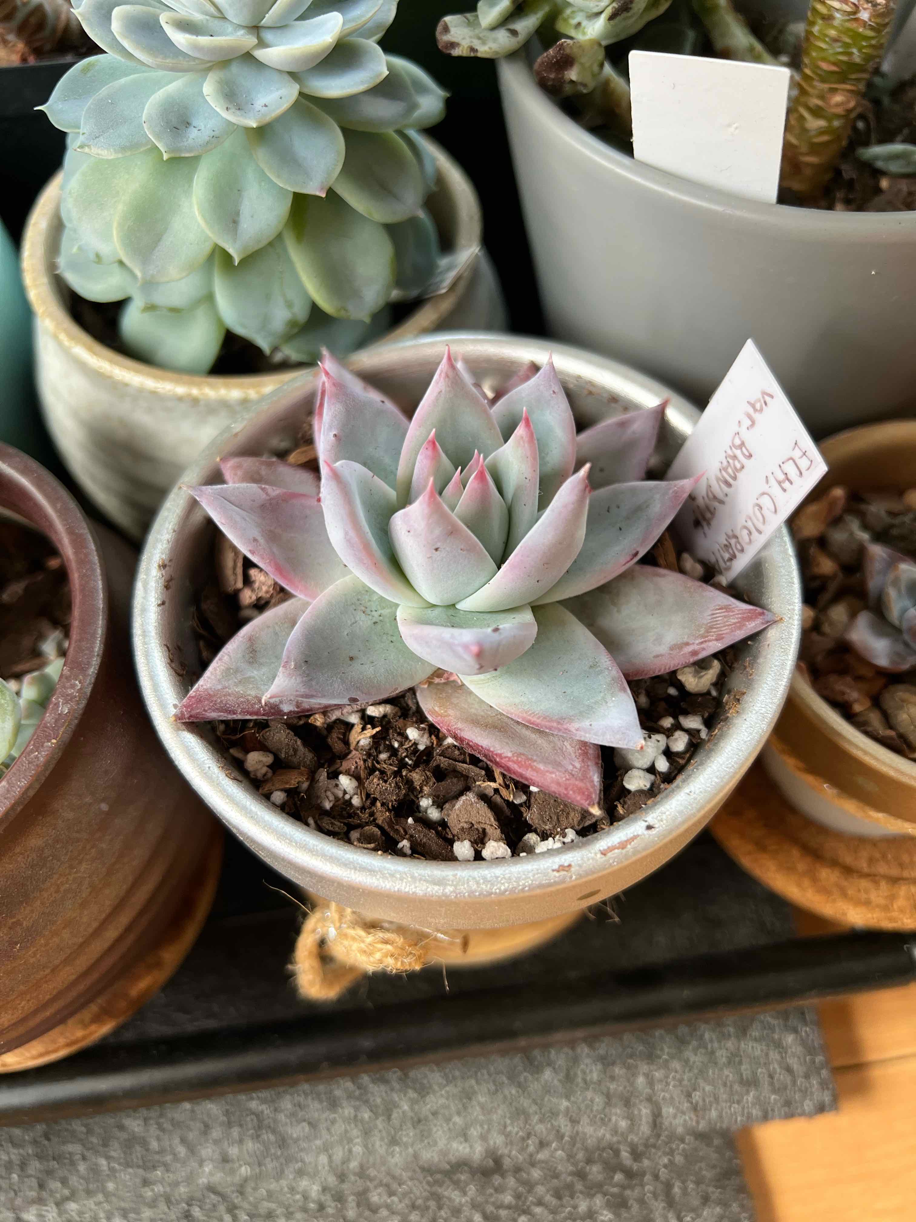 Photo of the plant species Echeveria Colorata vsr. Brandtii by @vvvelo named Colorata Brandtii on Greg, the plant care app