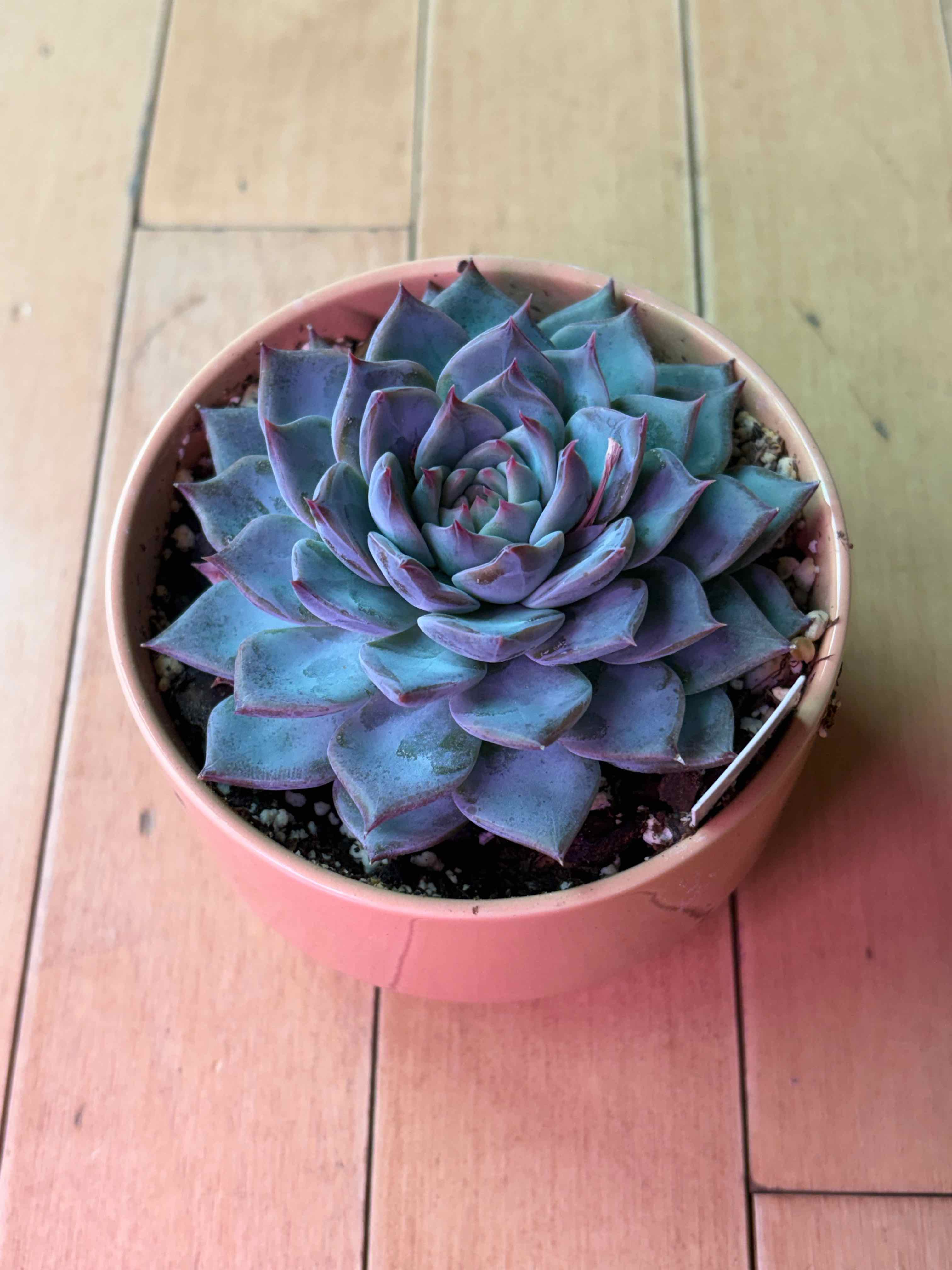 Photo of the plant species Echeveria Caroline by @vvvelo named Caroline on Greg, the plant care app