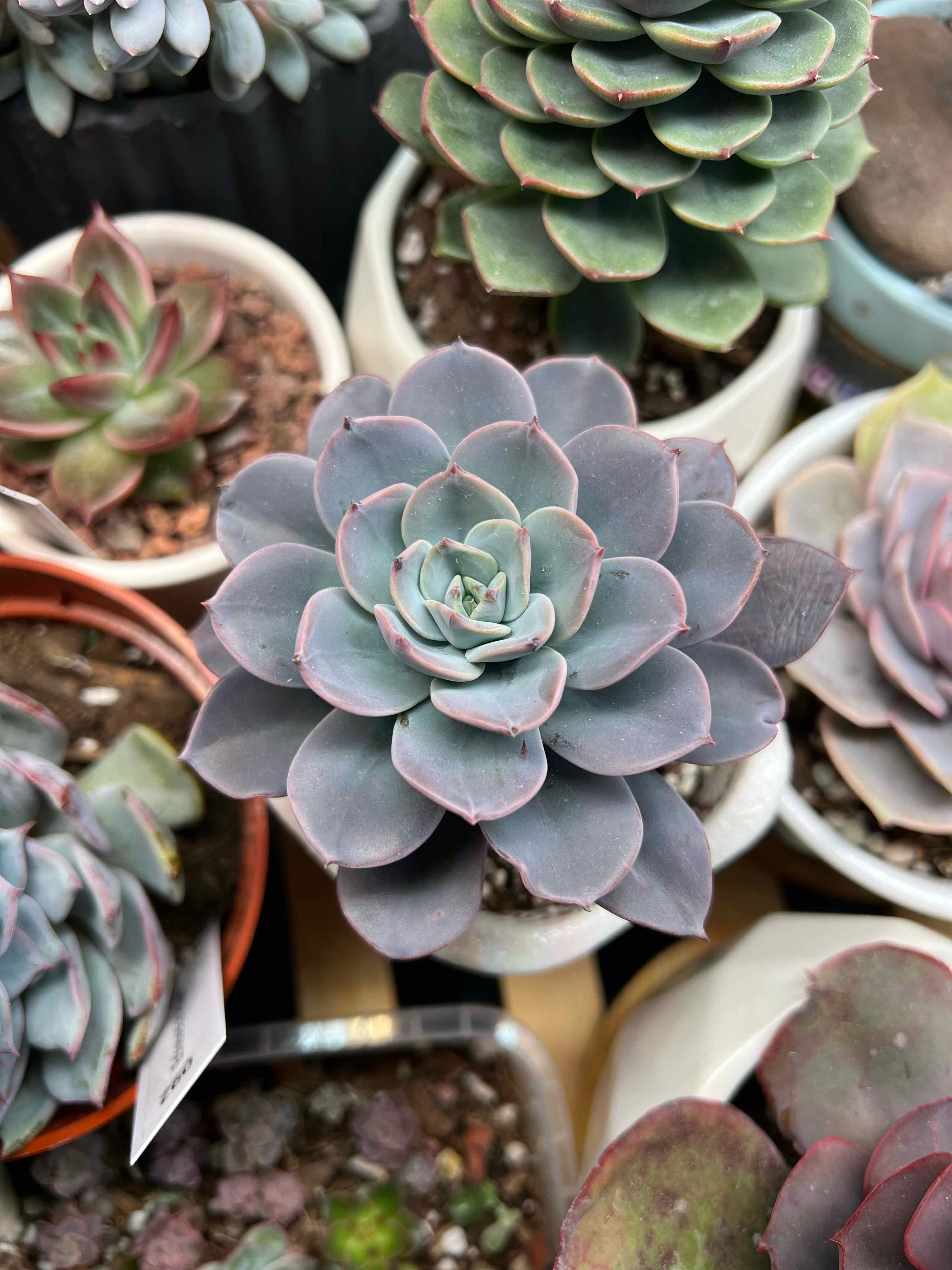 Echeveria 'Blue Prince' succulent in a pot, surrounded by other succulents.