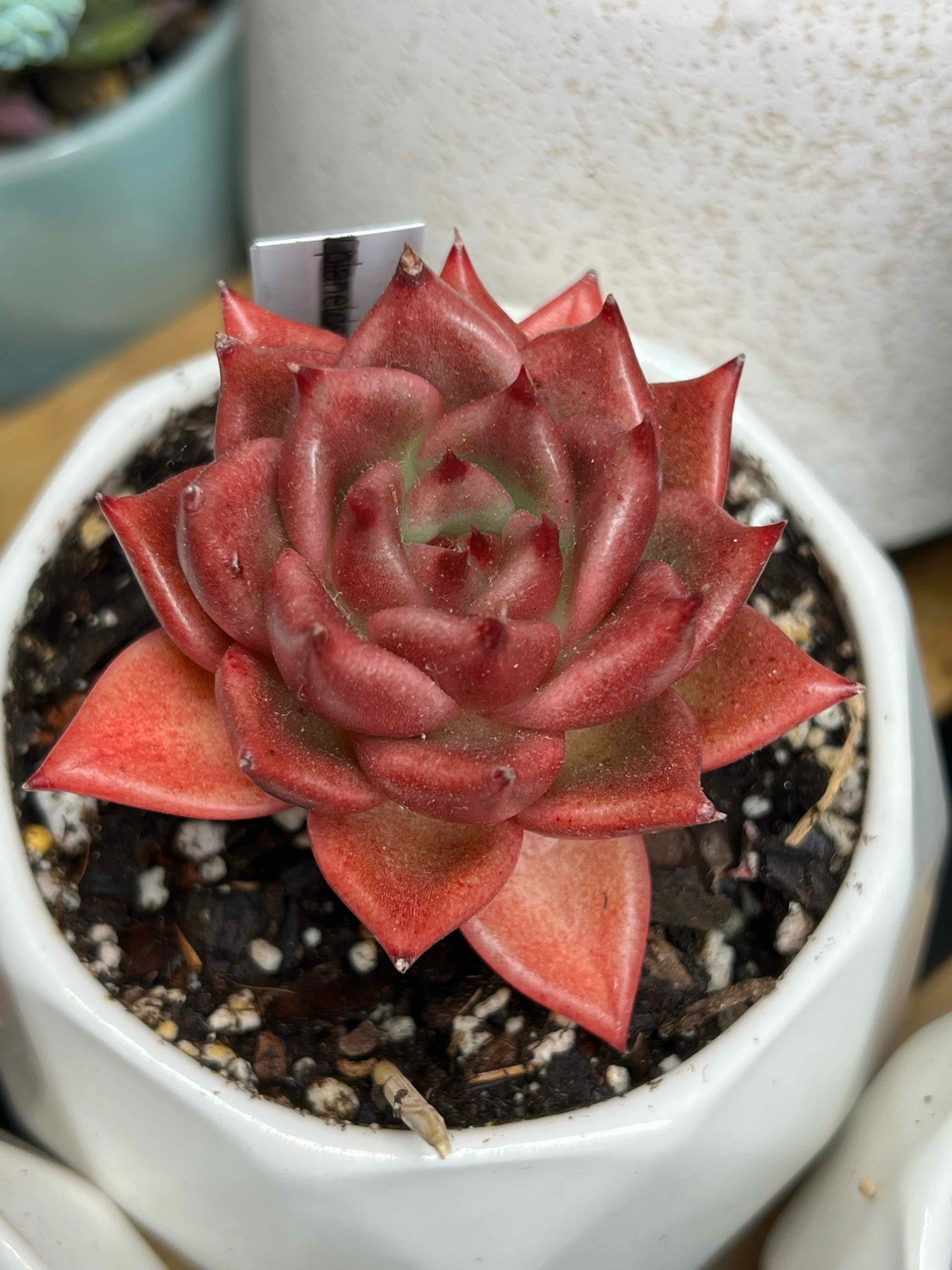 Photo of the plant species Echeveria Honey Pink by @vvvelo named Honey Pink on Greg, the plant care app