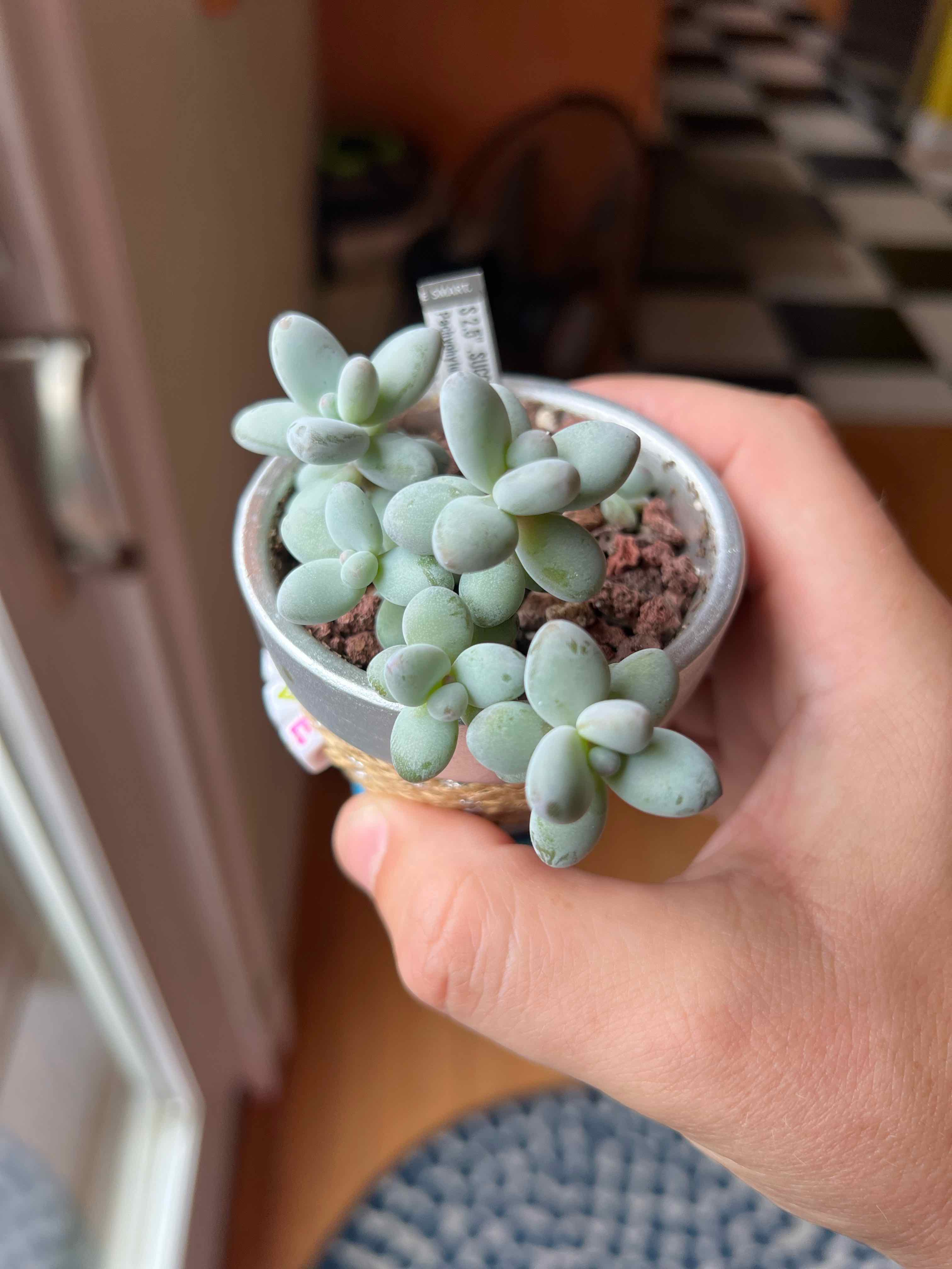 Photo of the plant species Pachyphytum werdermannii by @vvvelo named Werdermannii on Greg, the plant care app
