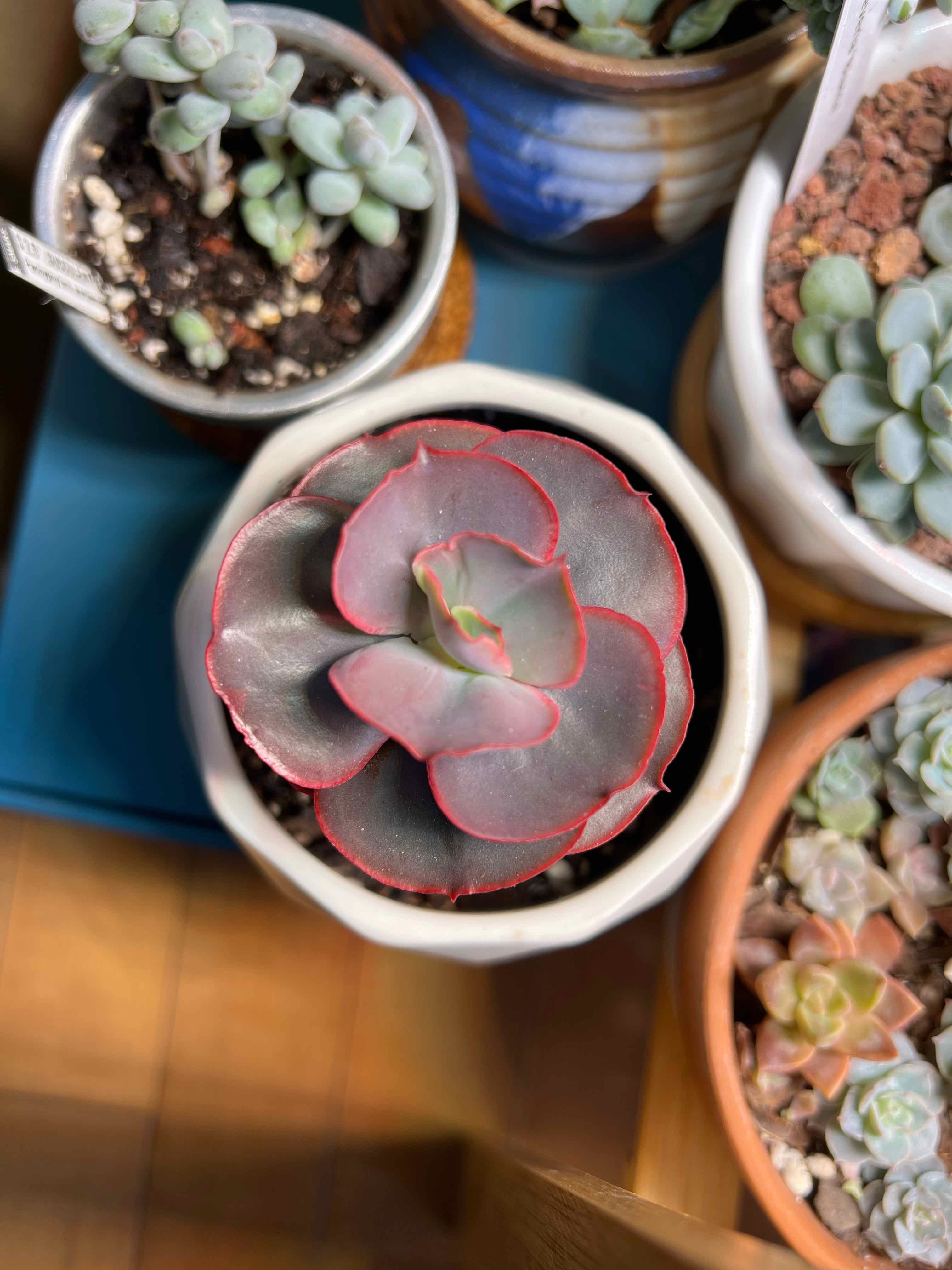 Photo of the plant species Echeveria Ruffle Hybrid by @vvvelo named Ruffle Hybrid on Greg, the plant care app