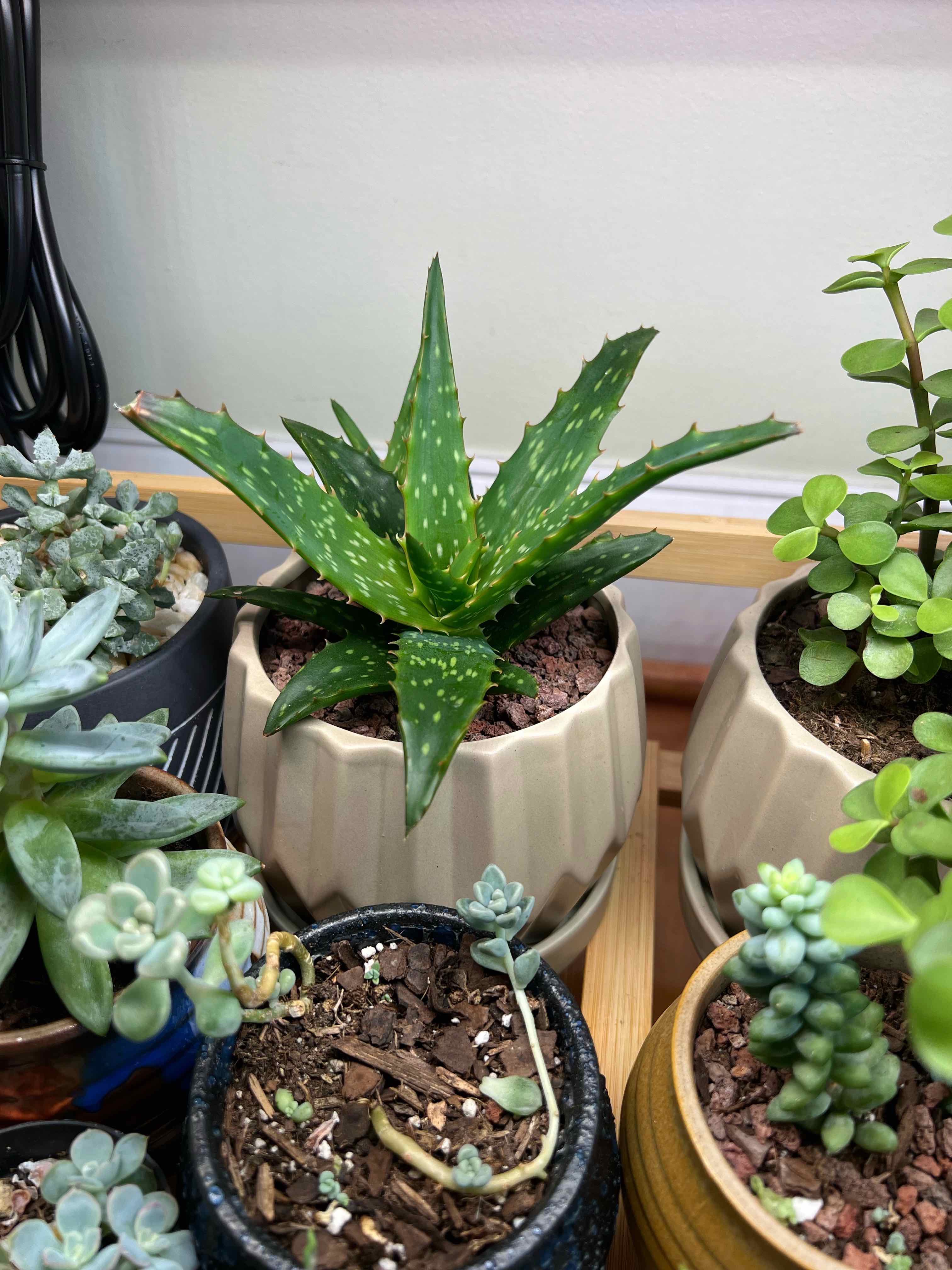 Aloe Night Sky plant in a pot, surrounded by other potted succulents.