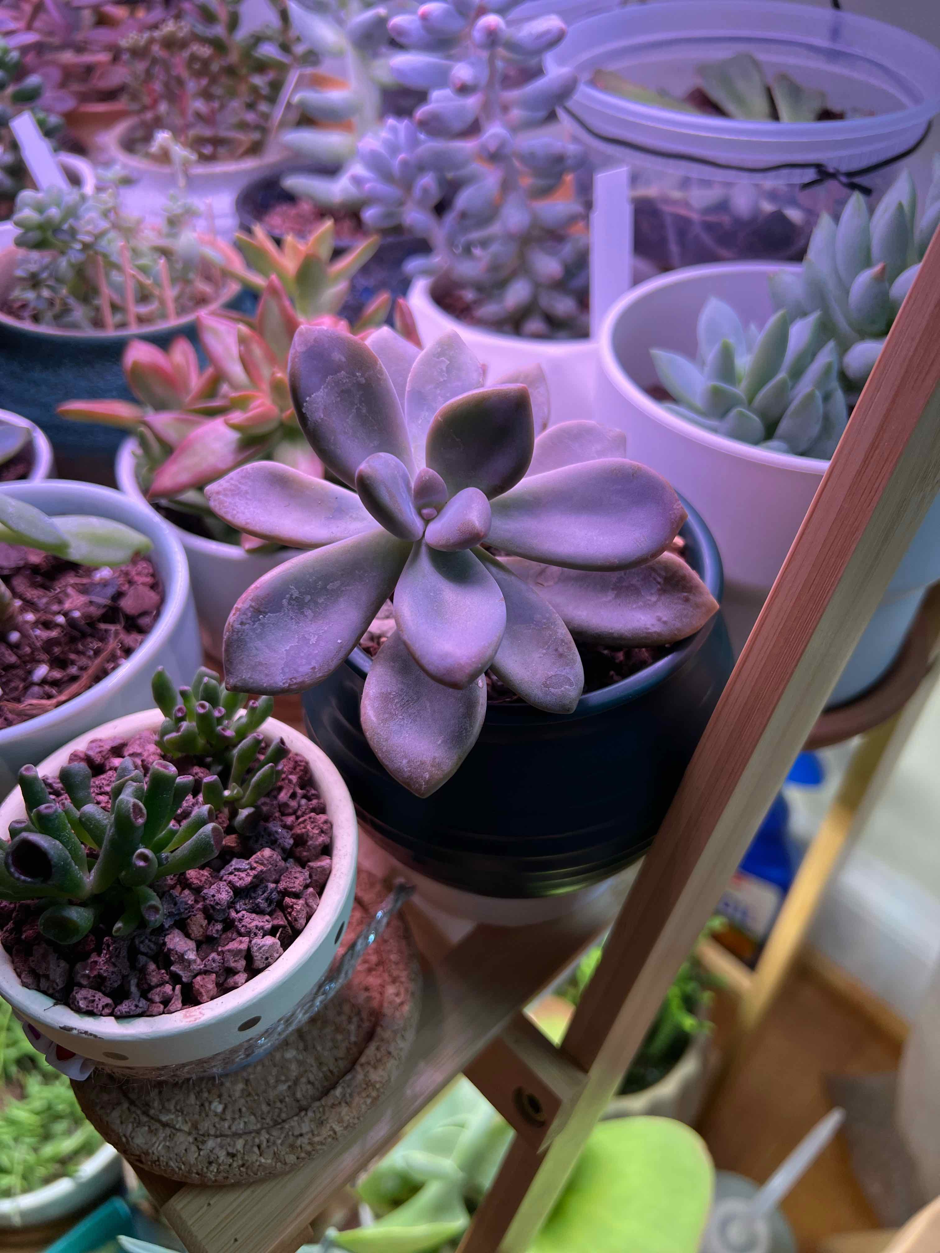 A well-focused image of a Graptopetalum 'Murasaki' succulent among other potted plants.