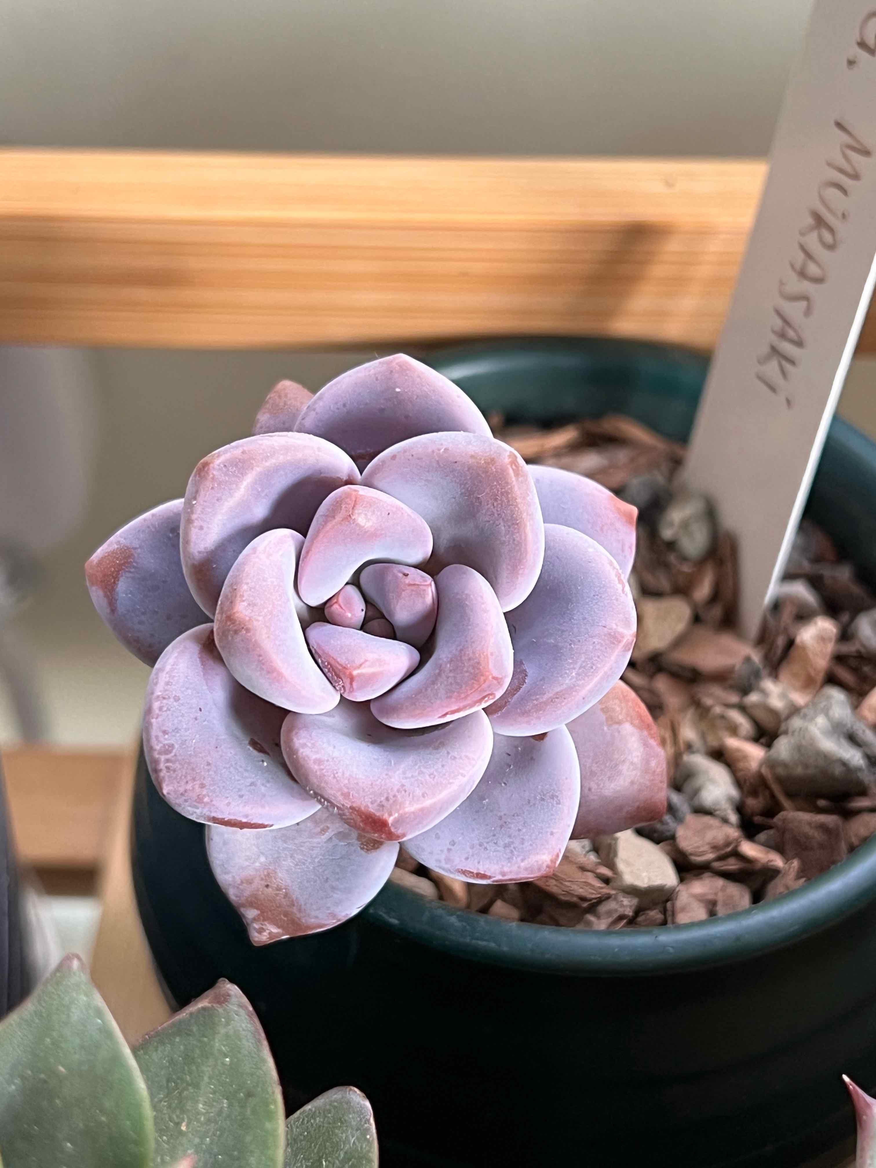 Graptopetalum 'Murasaki' succulent in a pot with visible soil and label.