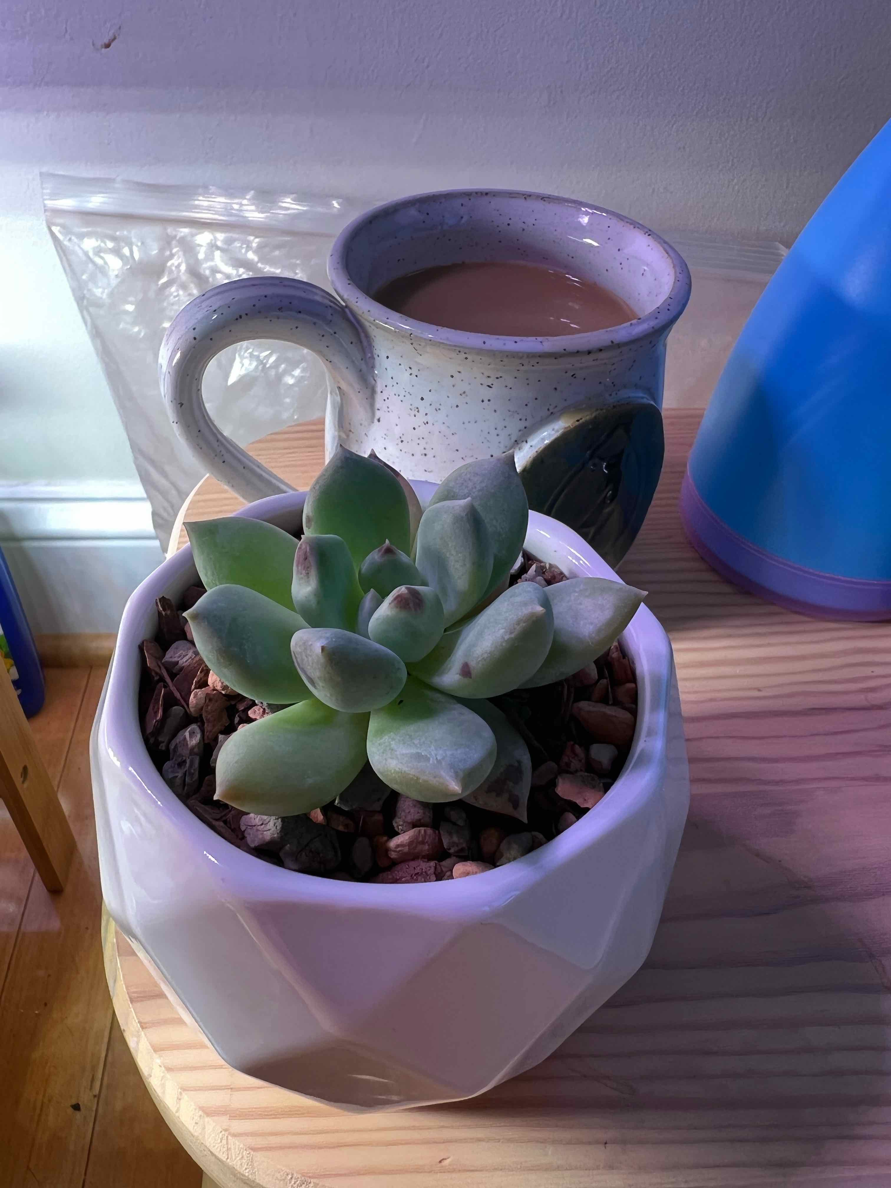Pachyphytum 'Aquamarine' succulent in a white pot on a wooden surface, appears healthy.