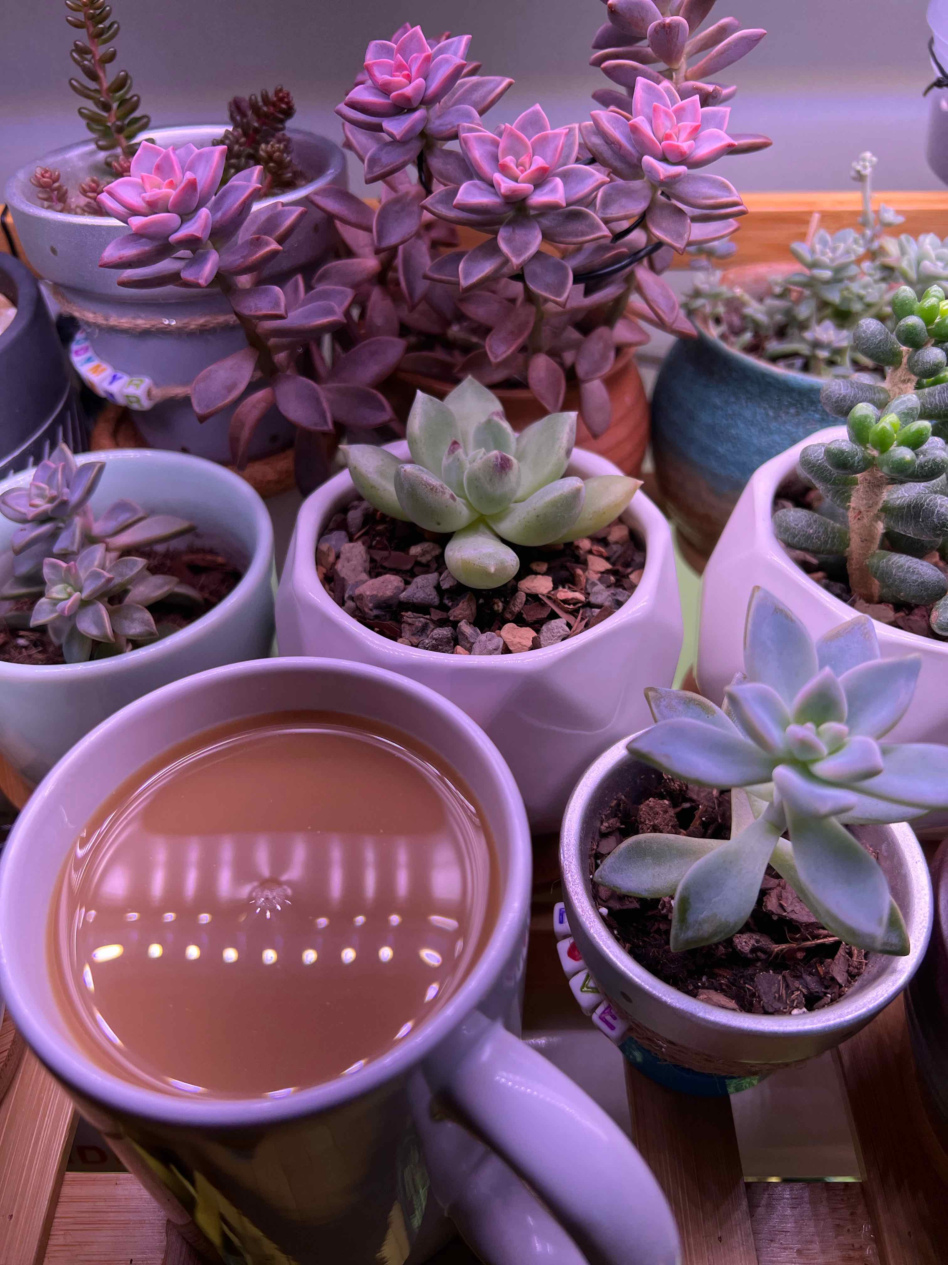 Multiple succulent plants in small pots, including Pachyphytum 'Aquamarine', with a cup of coffee.