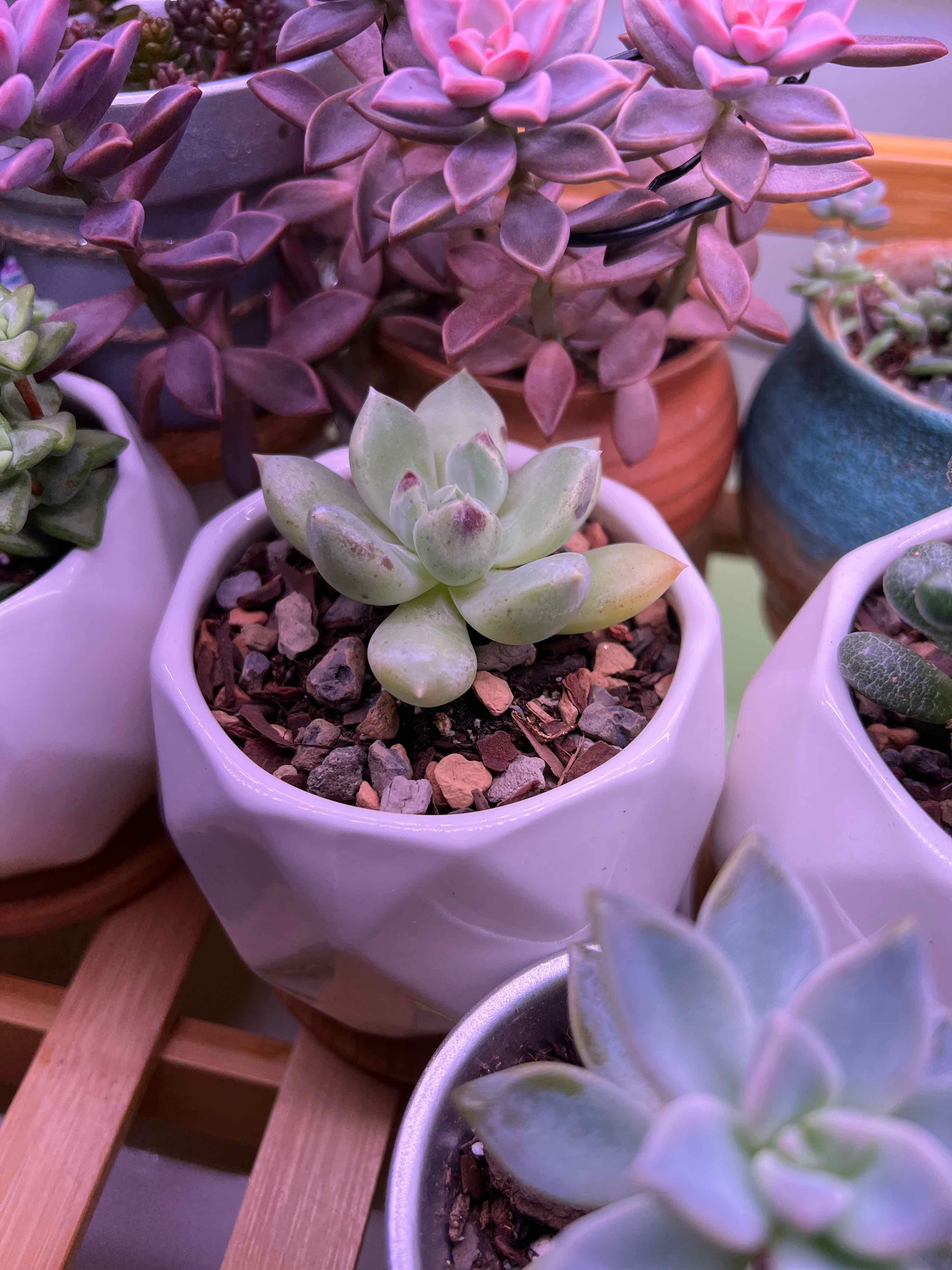 Multiple succulent plants in small pots, with Pachyphytum 'Aquamarine' in the foreground.