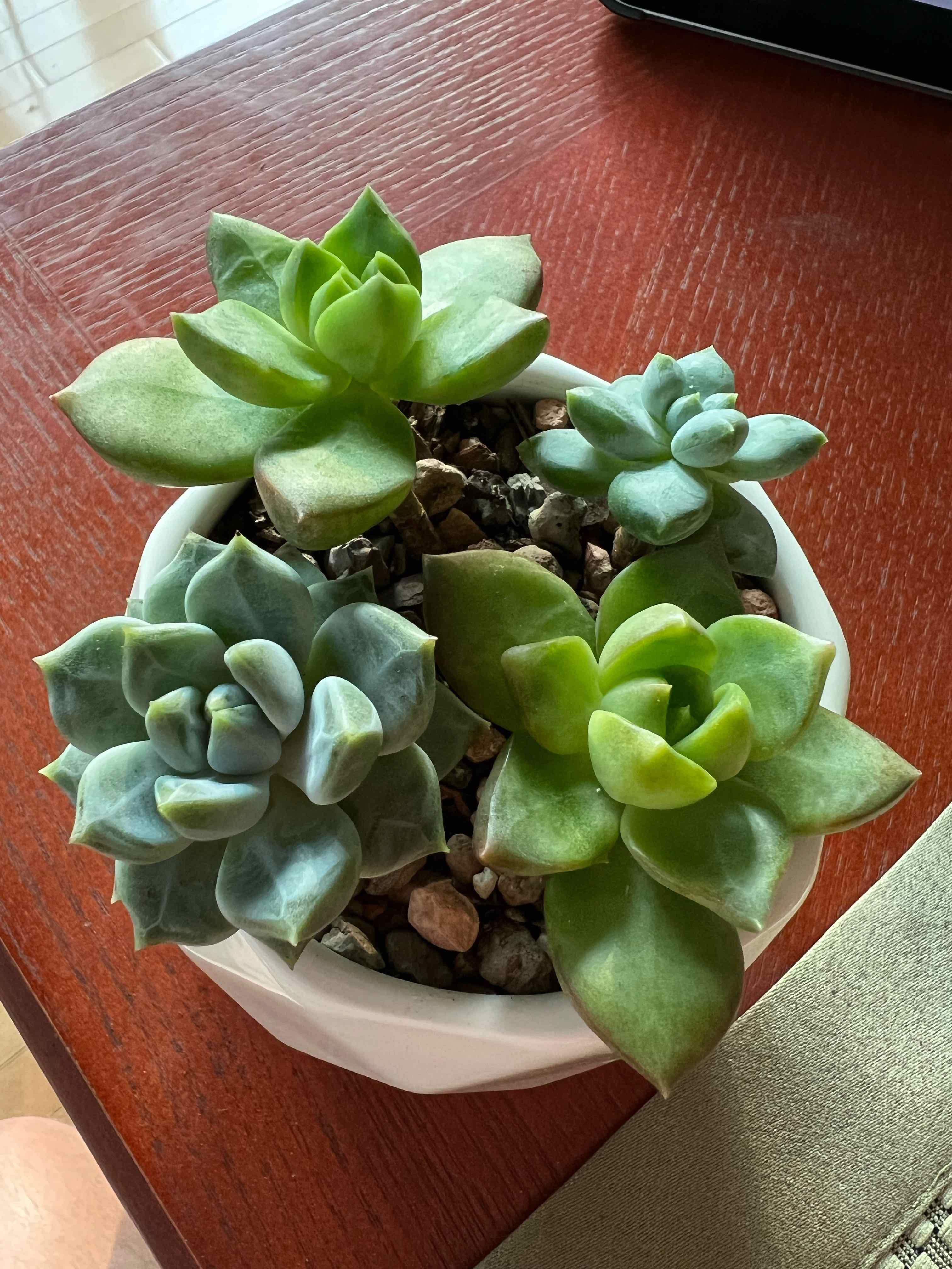 Pachyphytum 'Aquamarine' plant in a white pot with healthy, plump leaves.