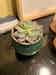 Calculate water needs of Echeveria Subsessilis