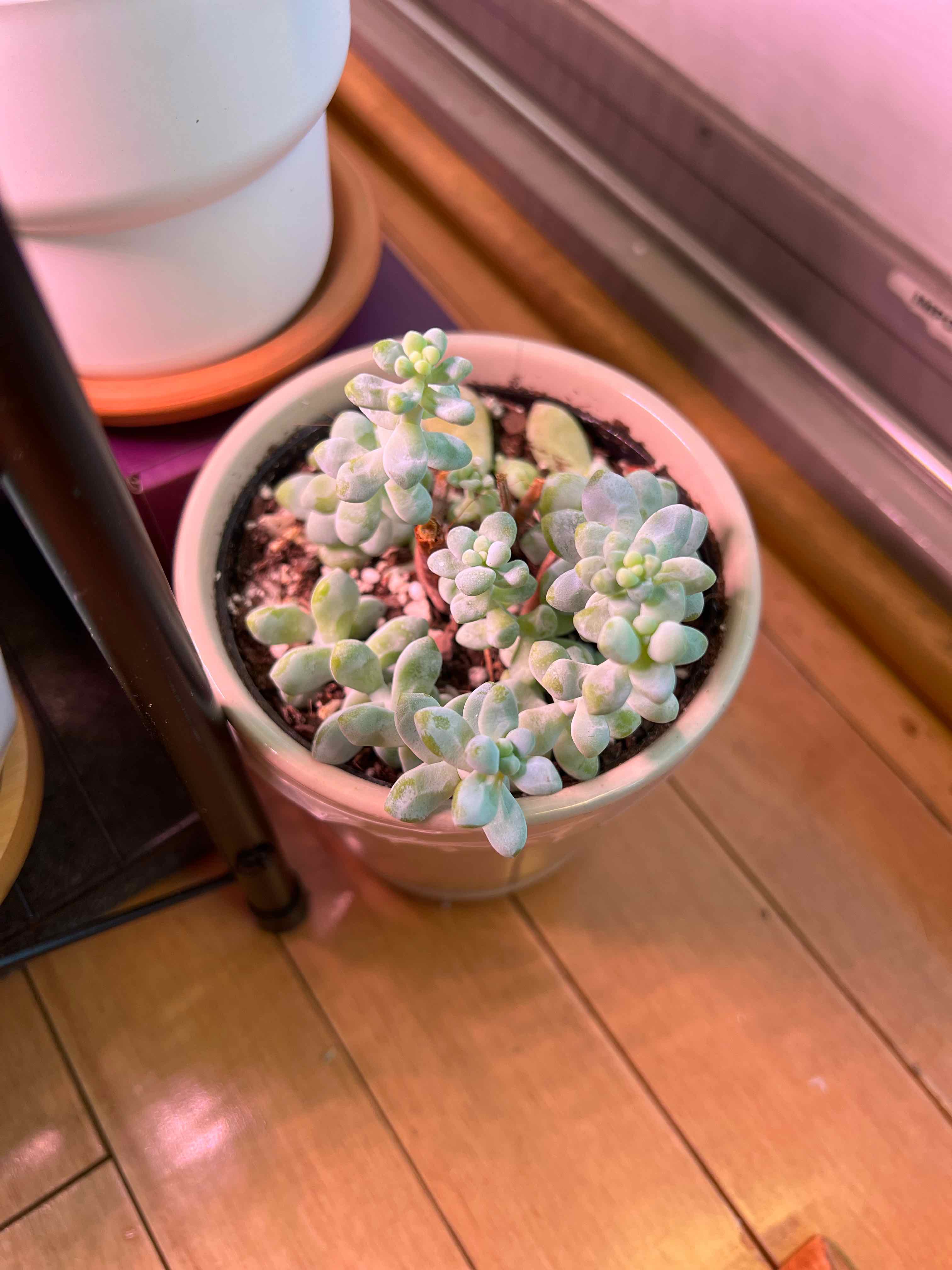 Potted Sedum treleasei succulent with plump, rounded leaves in good health.