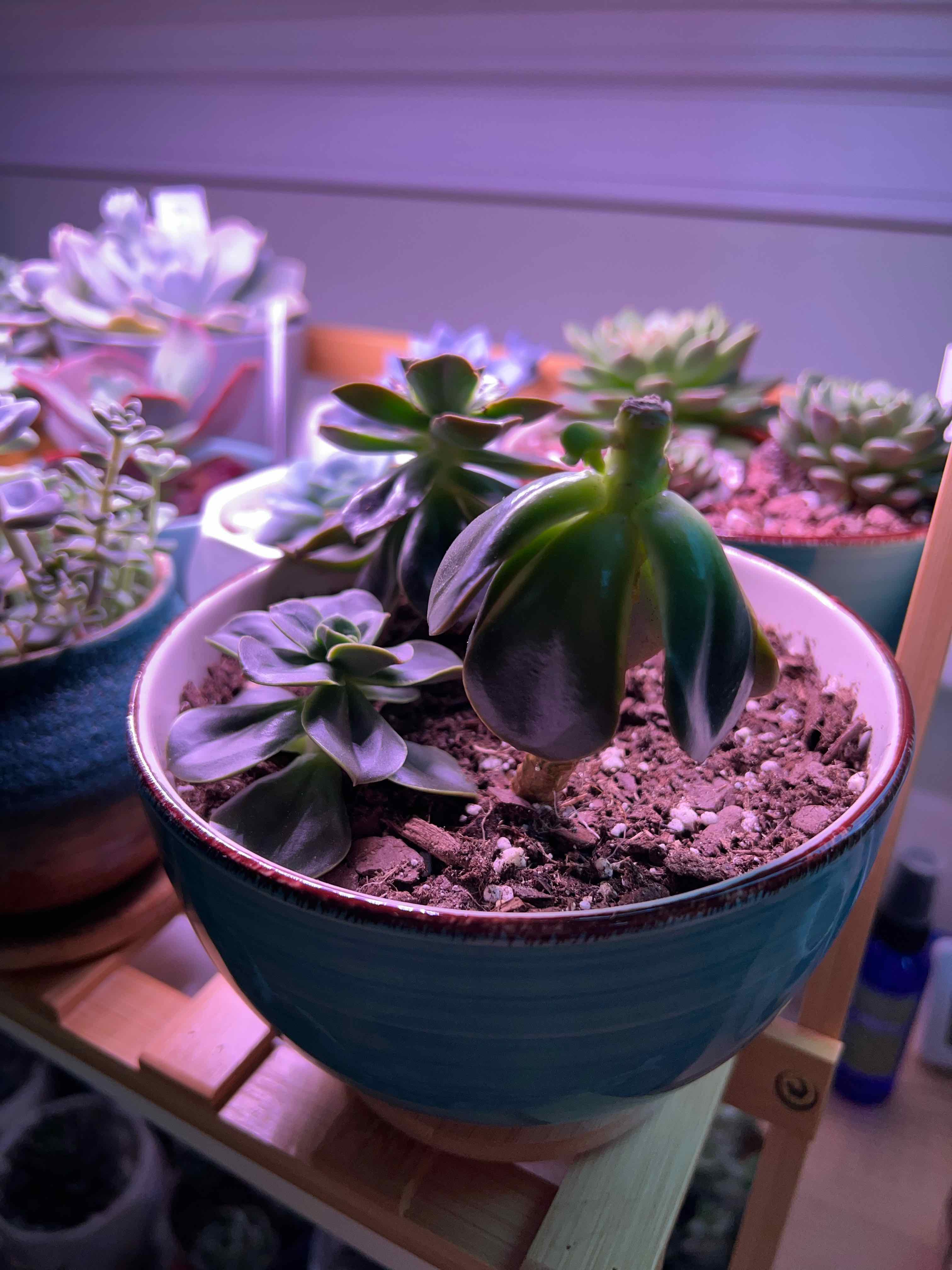Image of assorted succulents in a pot with visible soil, well-framed and in focus.