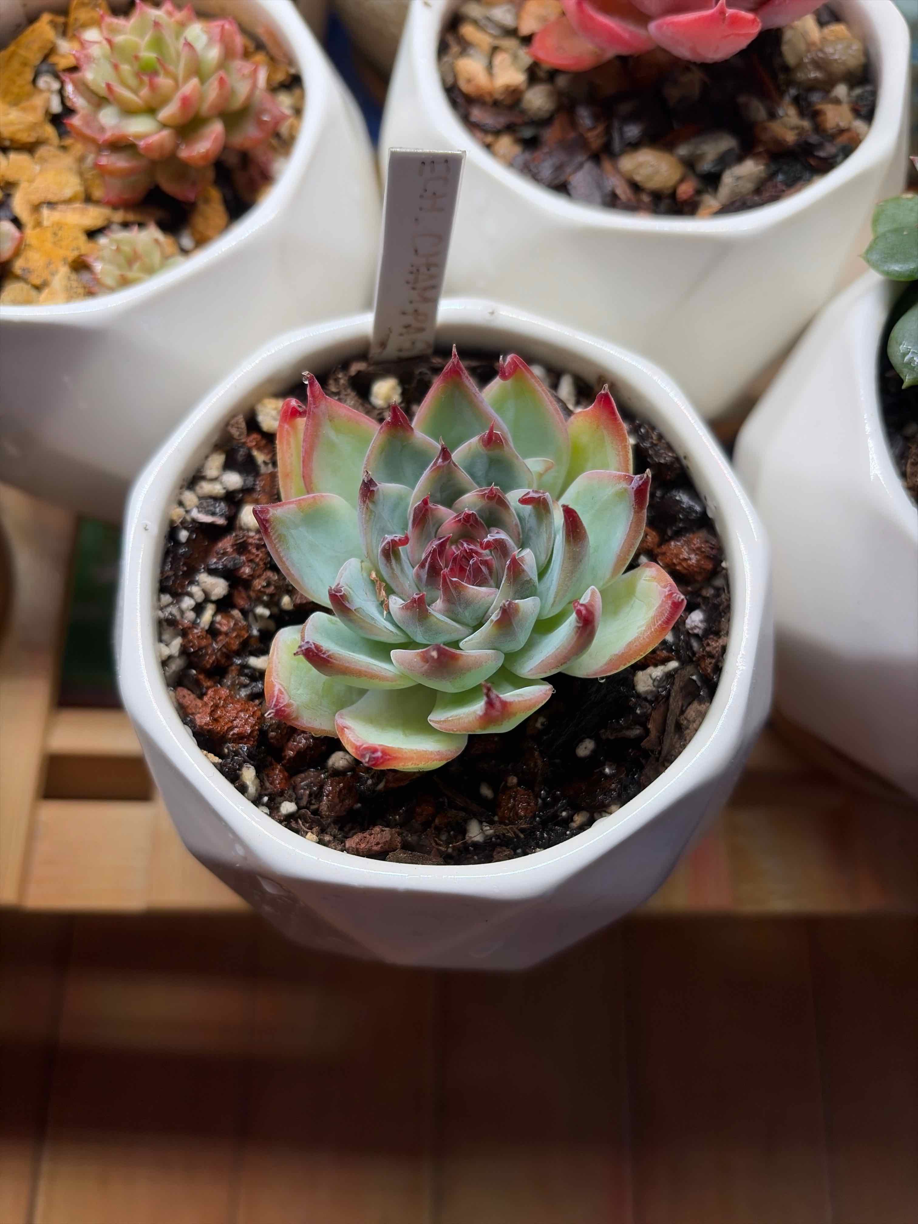 Photo of the plant species Champagne Echeveria by @vvvelo named Champagne on Greg, the plant care app